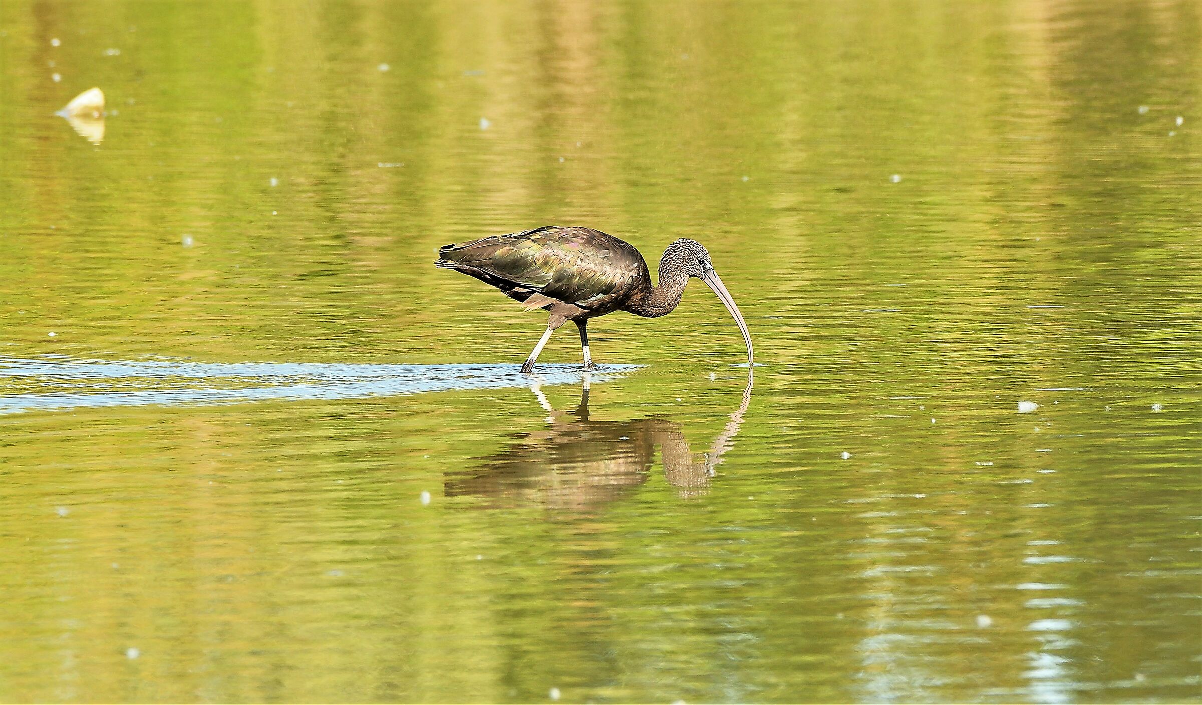Glossy IBIS