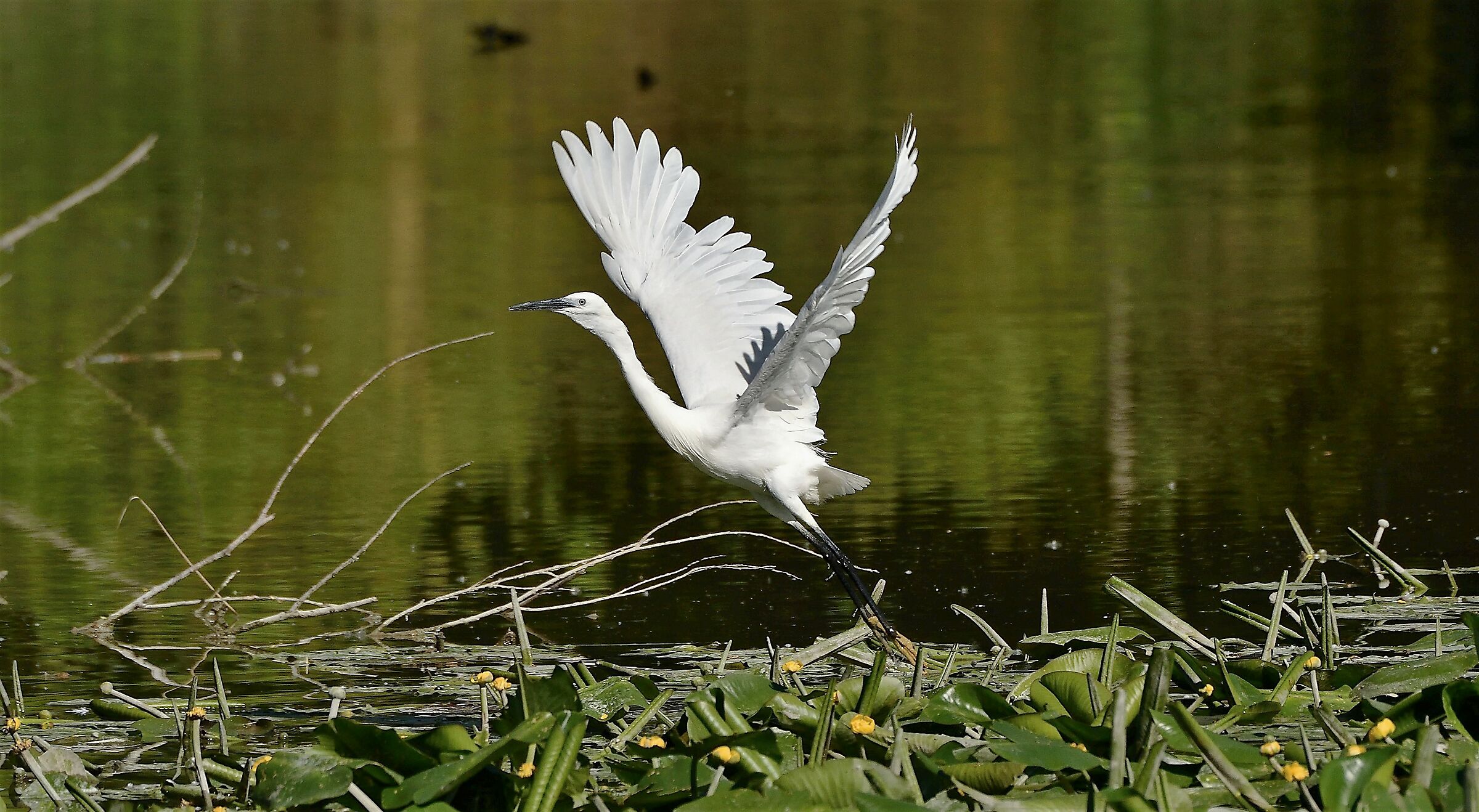 Egret