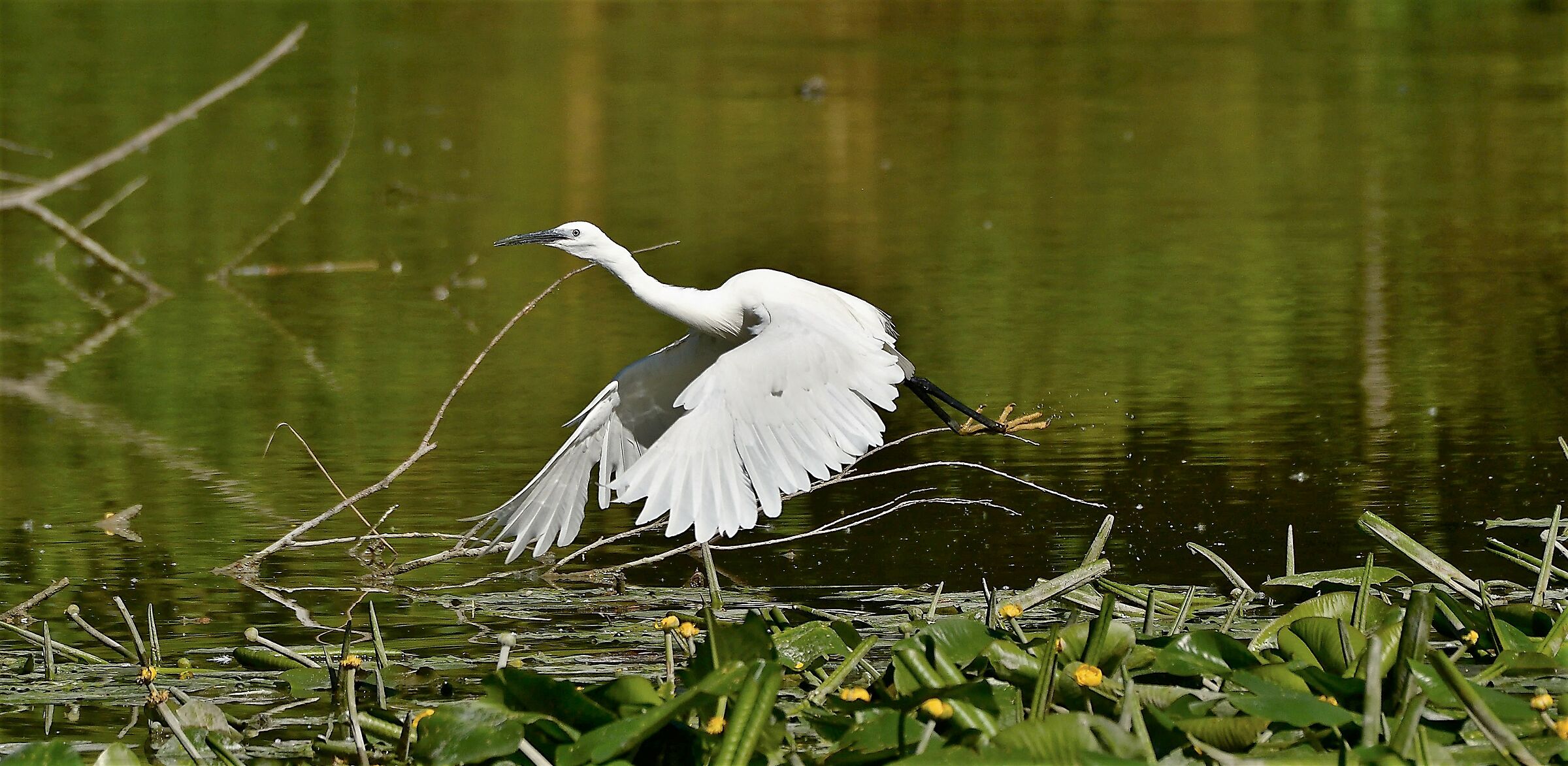 Egret