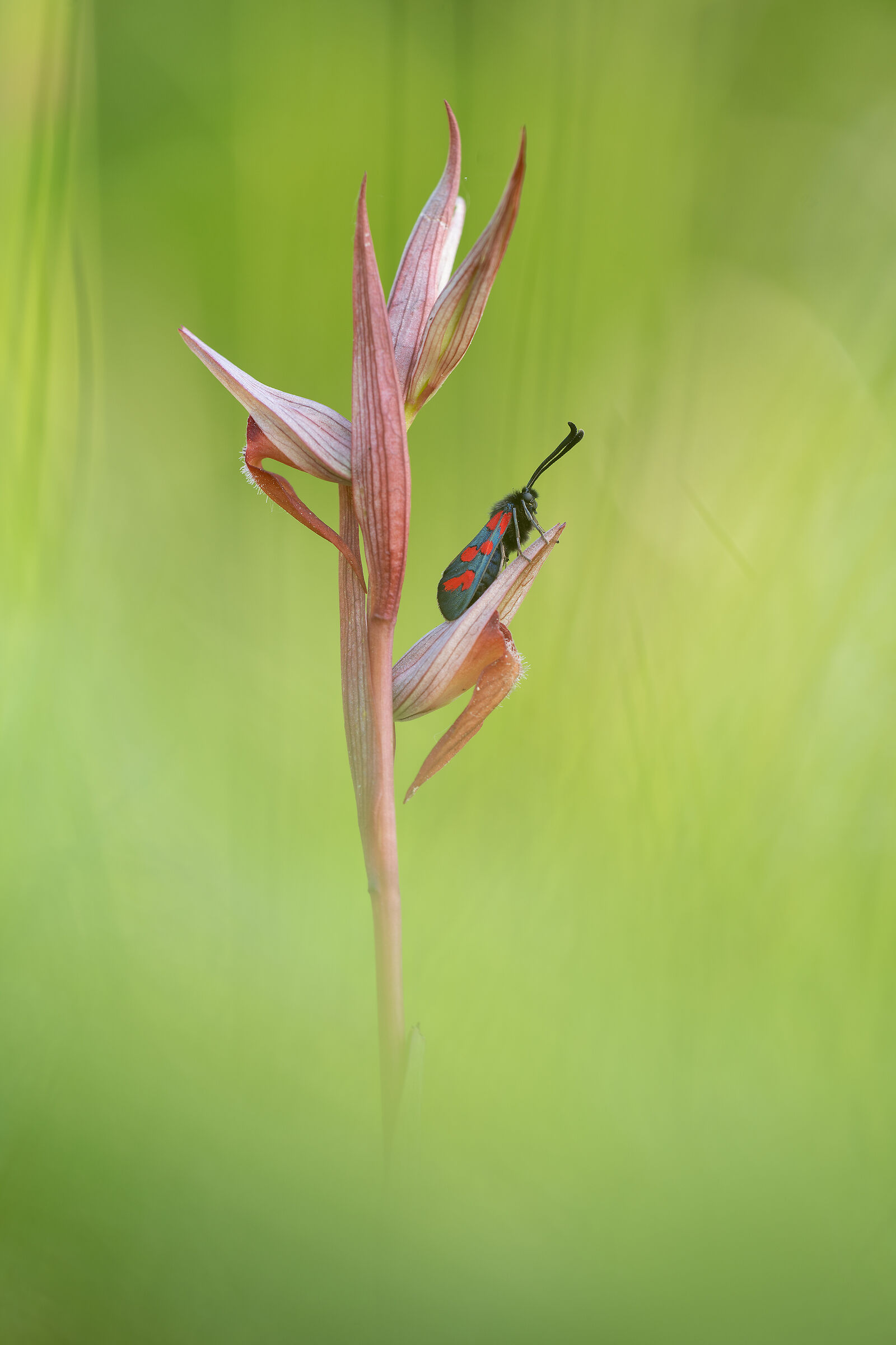 Zygaena filipendulae su Serapias vomeracea