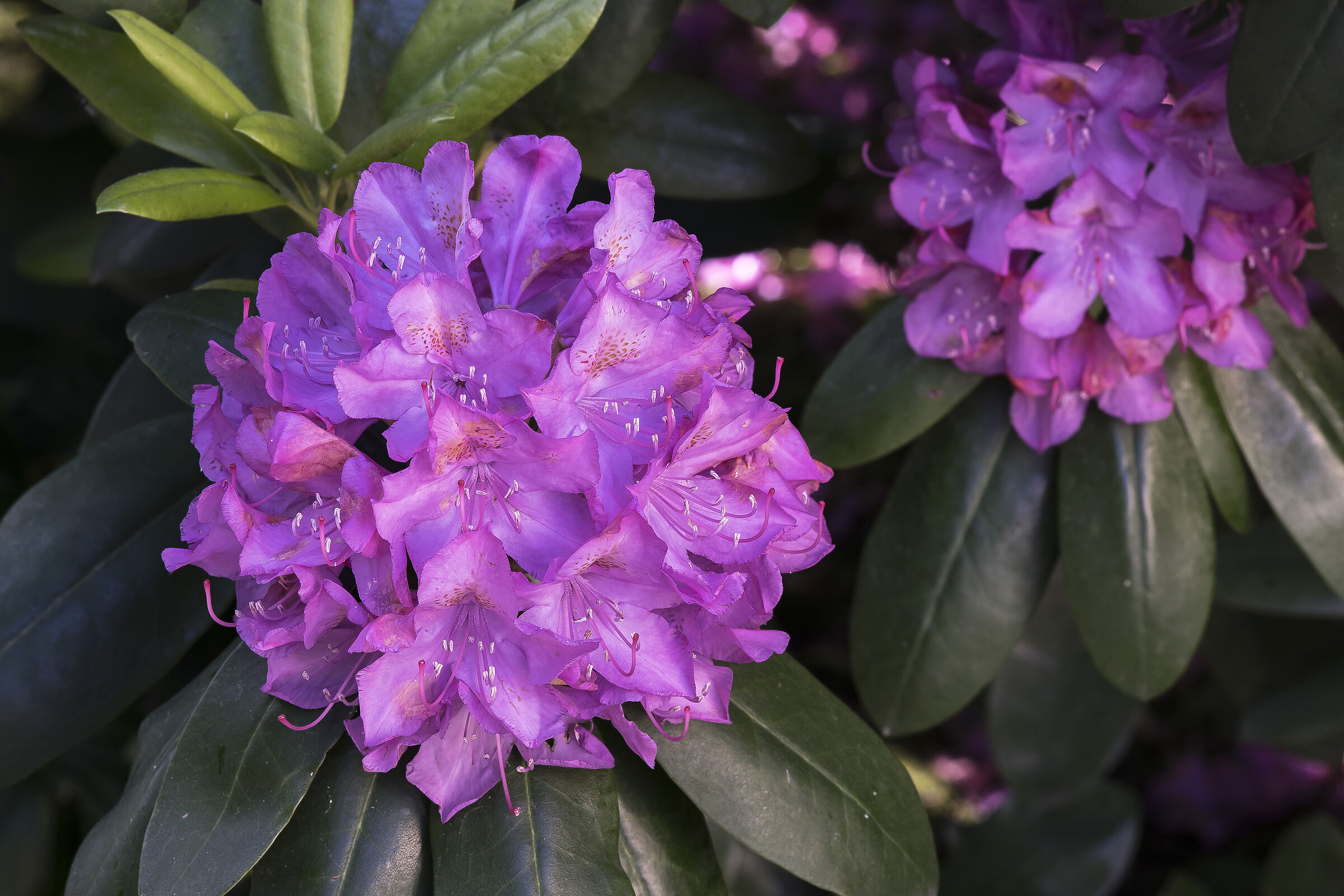 Rhododendron Catawbiense - 15