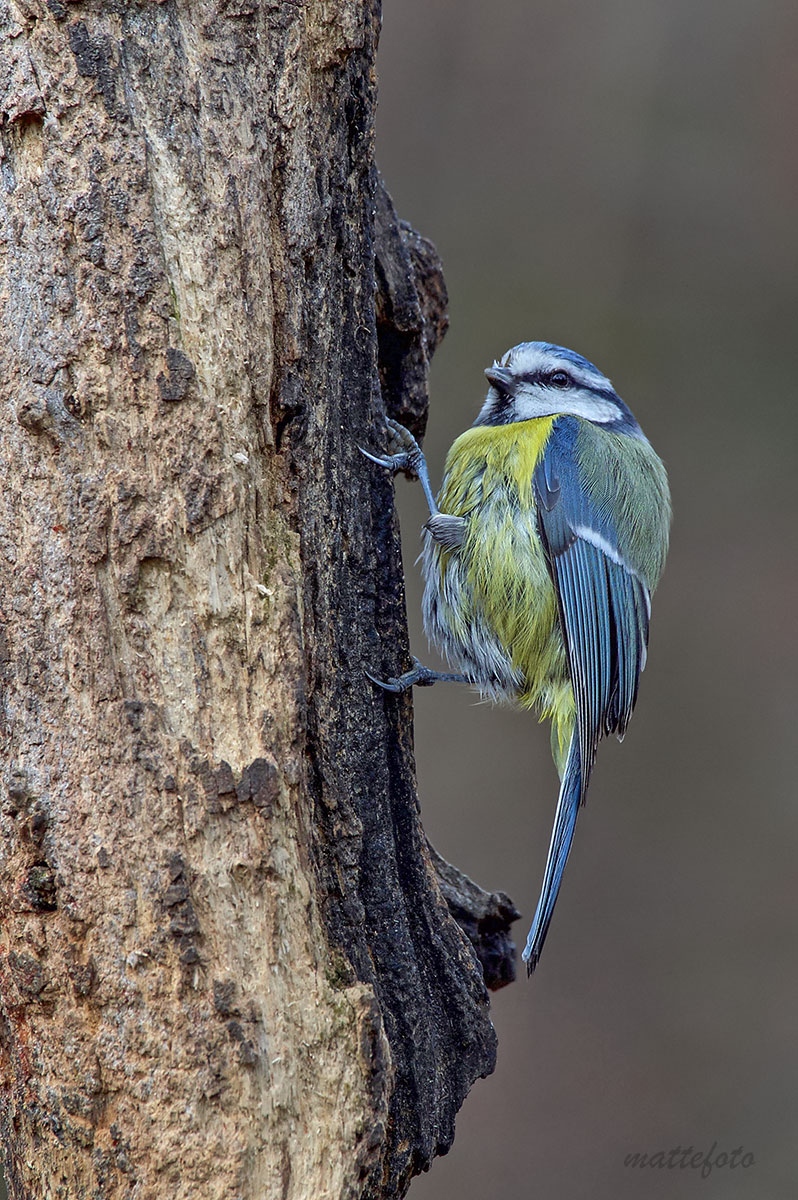 Cinciarella (Cyanistes Caeruleus)