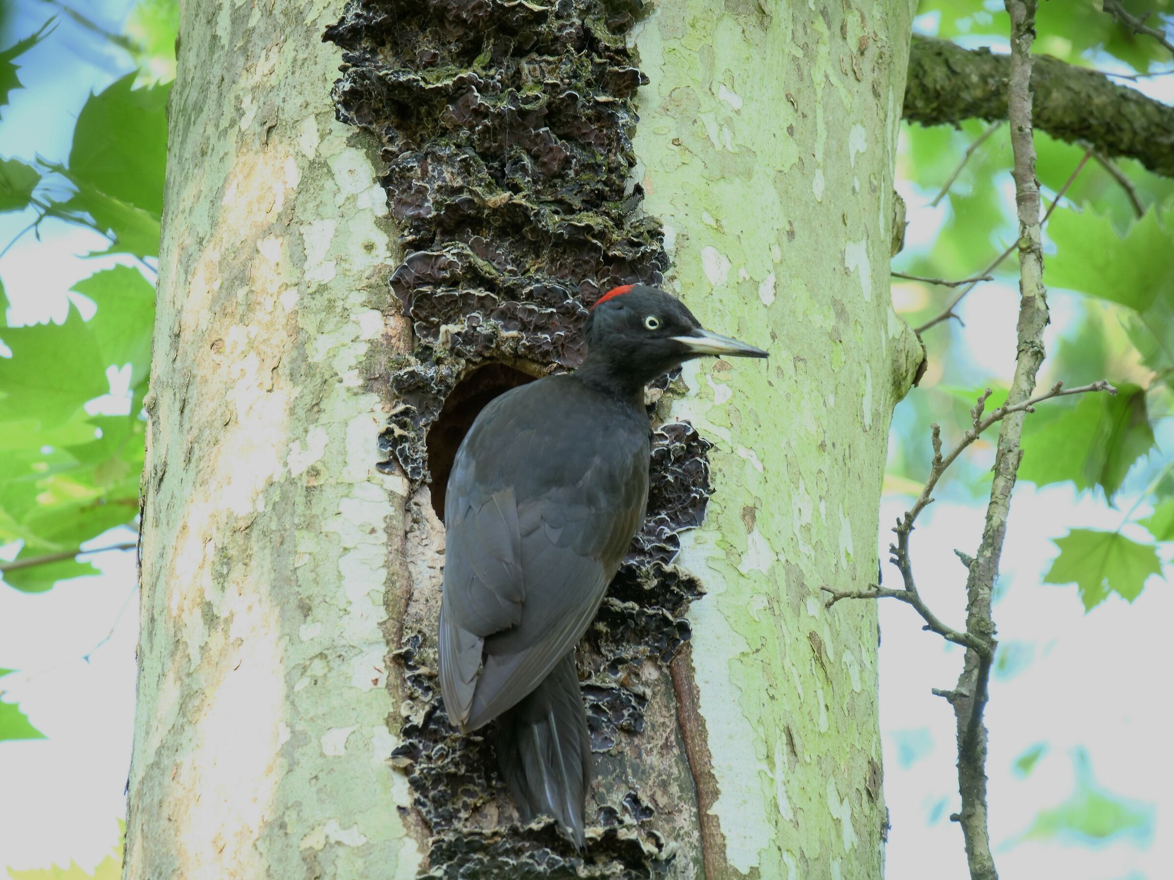 Picchio nero (Dryocopus martius) femmina