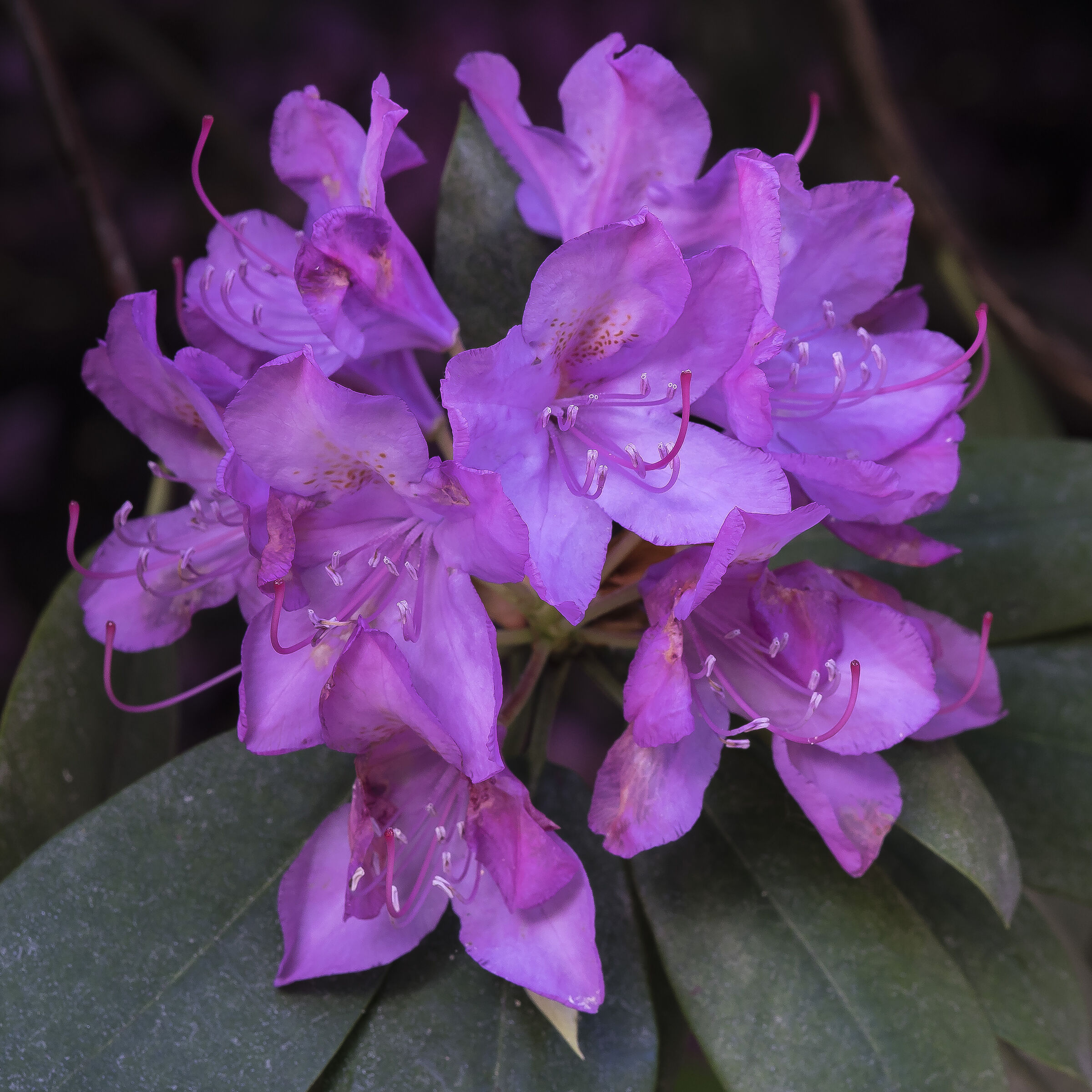 Rhododendron Catawbiense - 16