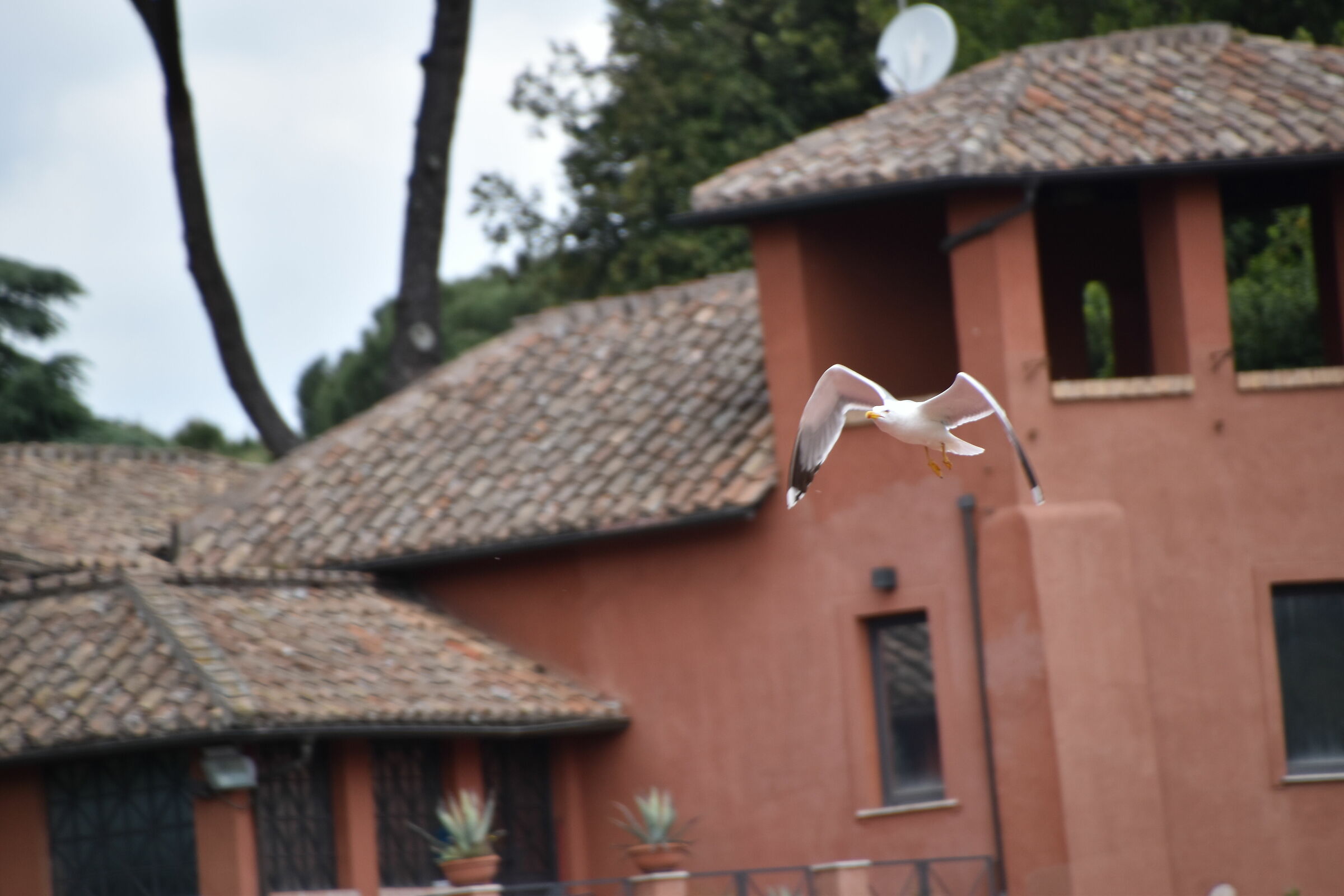 Gabbiano a Caracalla