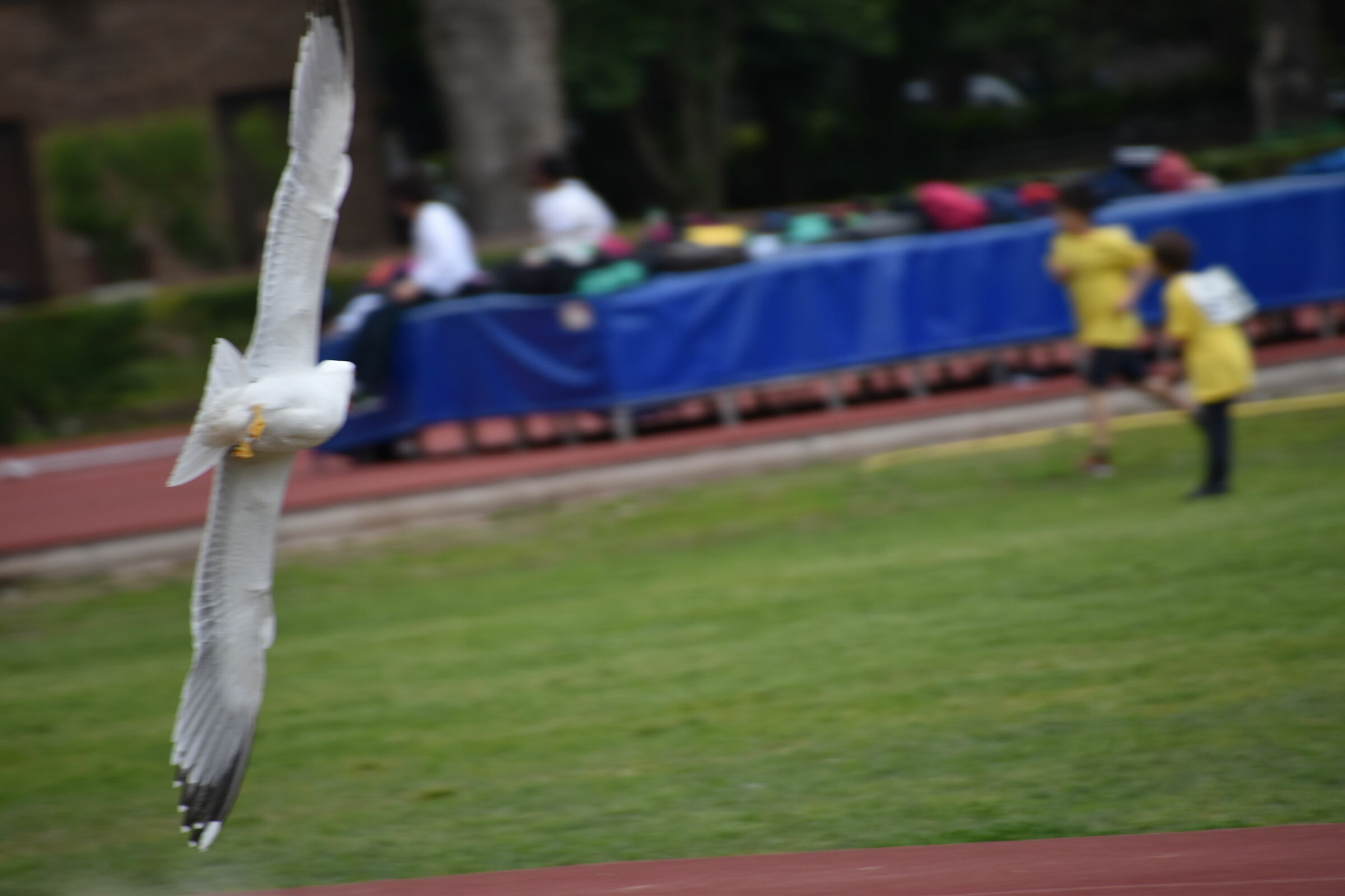 Gabbiano a Caracalla