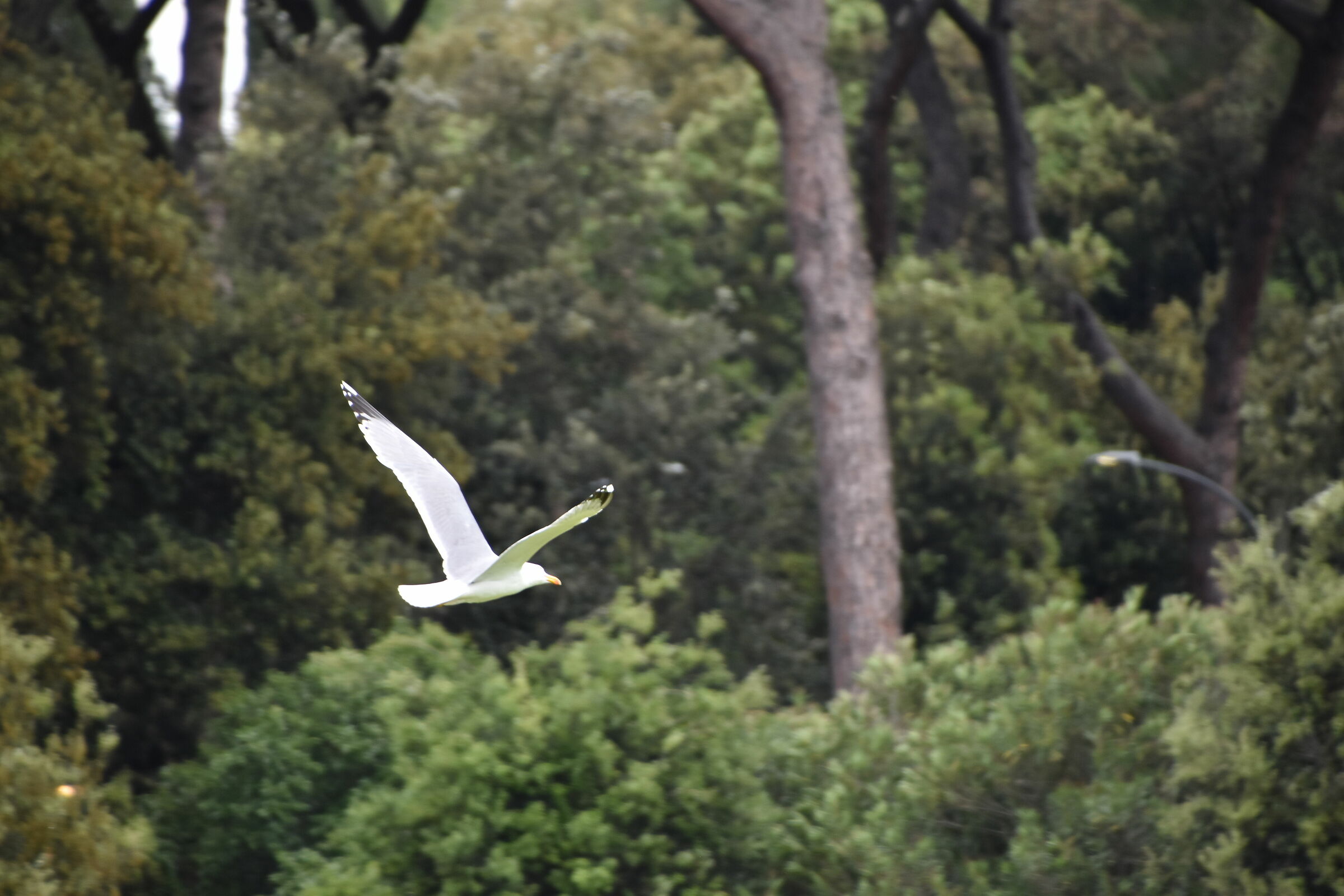 Gabbiano a Caracalla