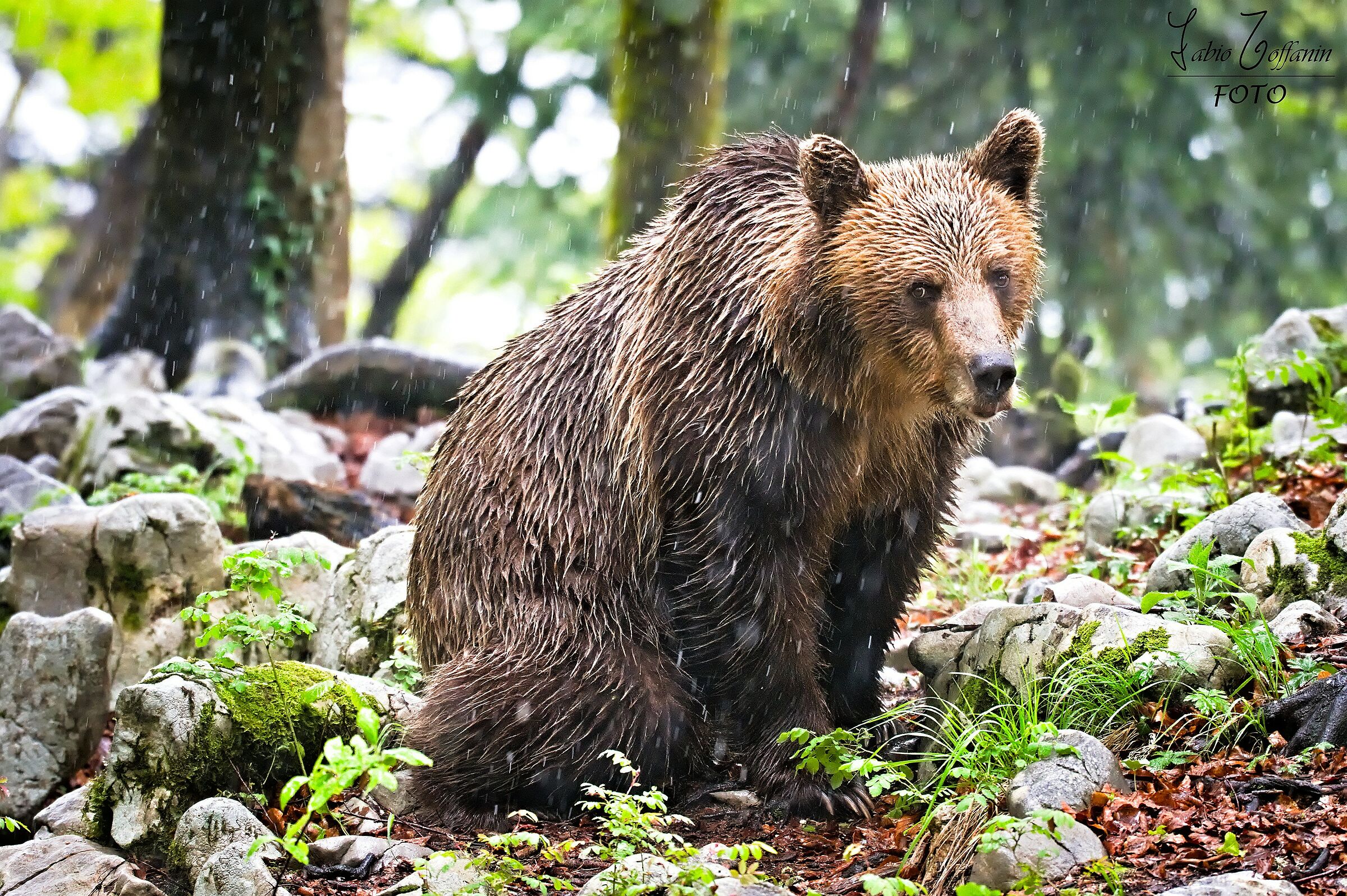 Sotto la pioggia poverino