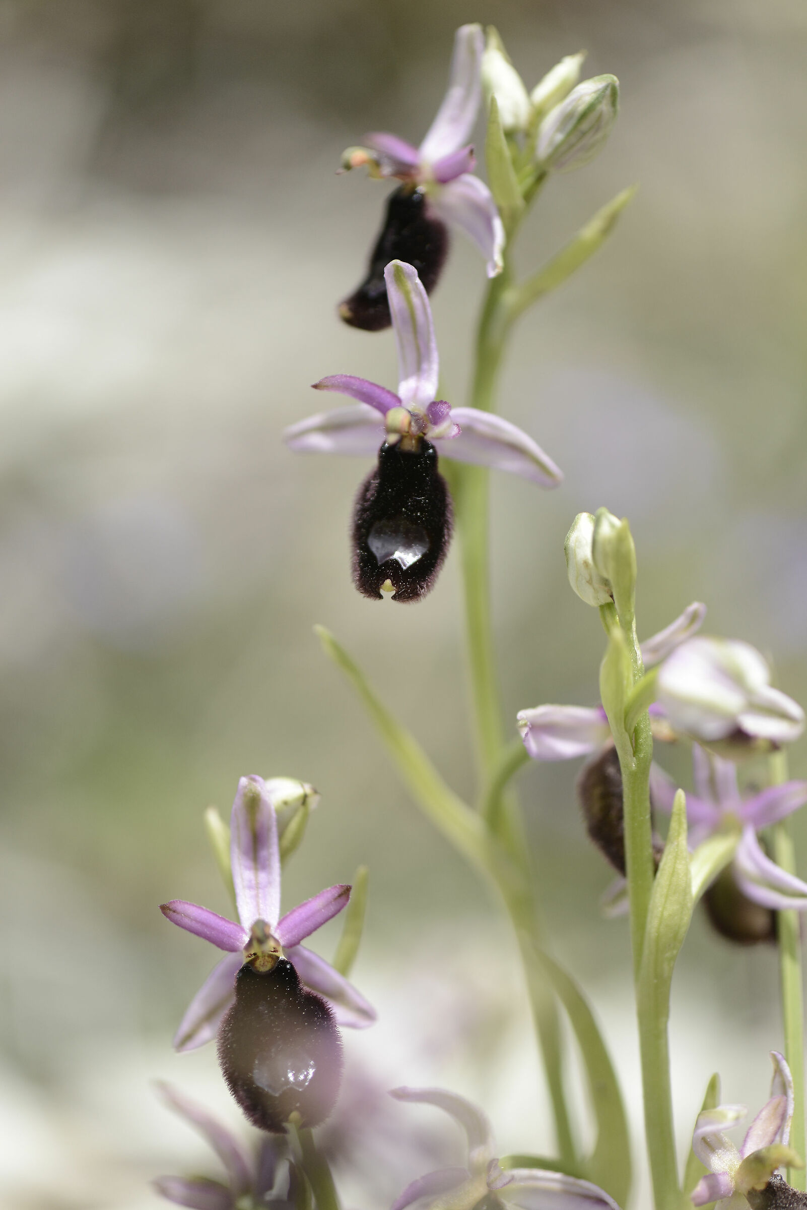 Ophrys bertolonii
