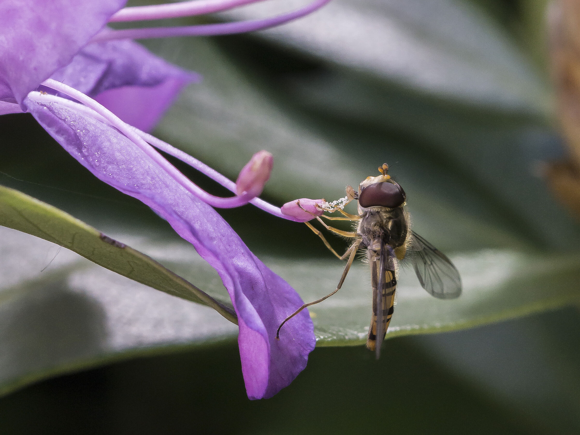 Rhododendron Catawbiense- 17 (con Episyrphus balteatus)