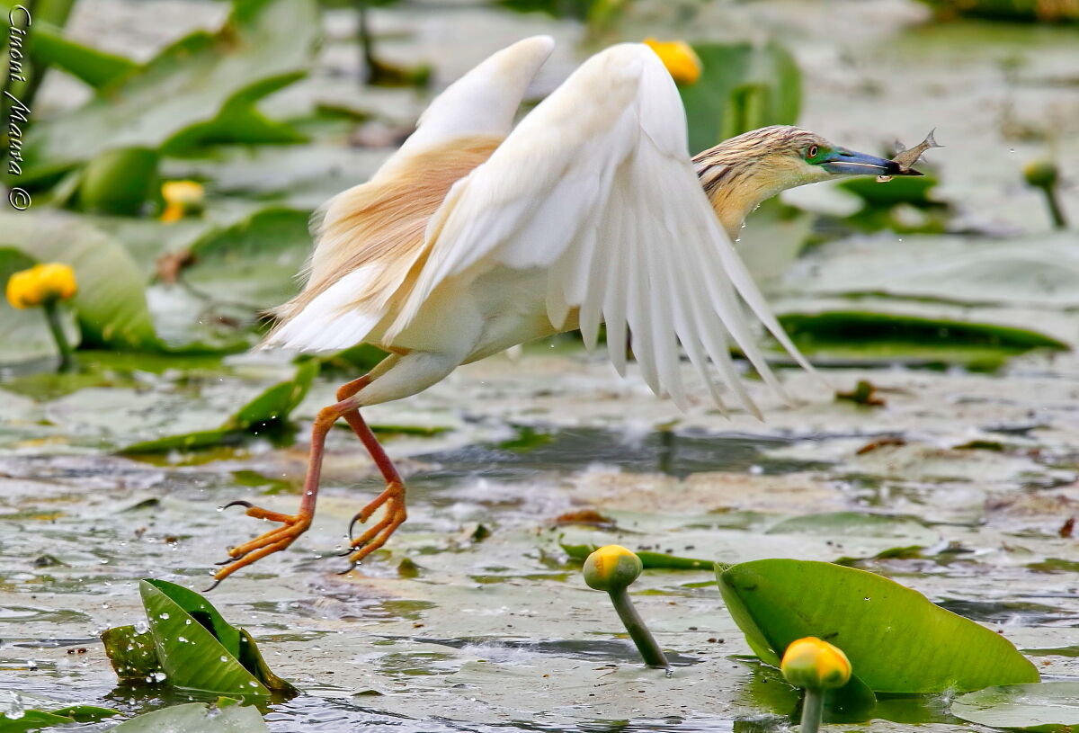 La Preda della Sgarza Ciuffetto