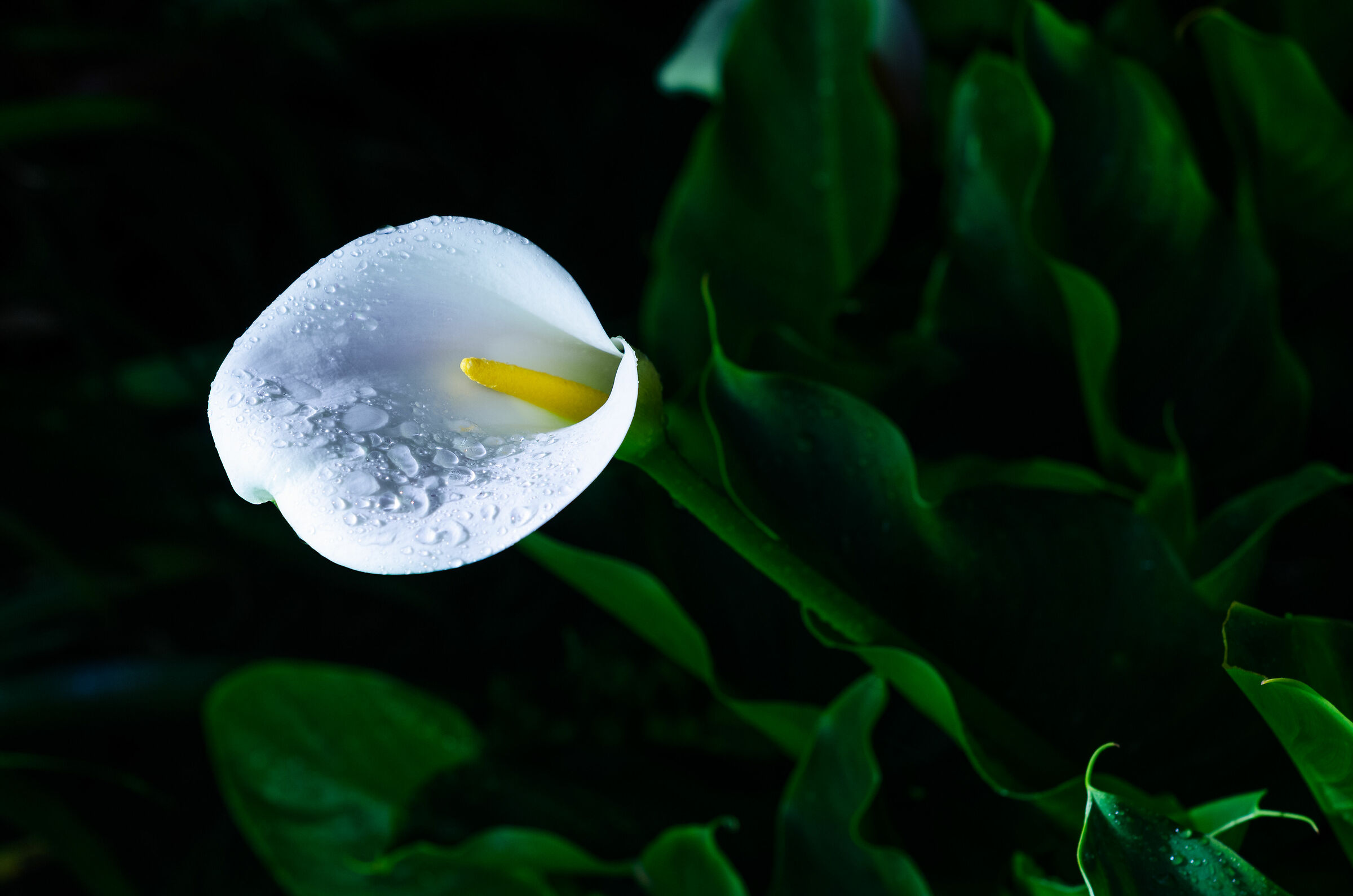 Tra una pioggia e l'altra