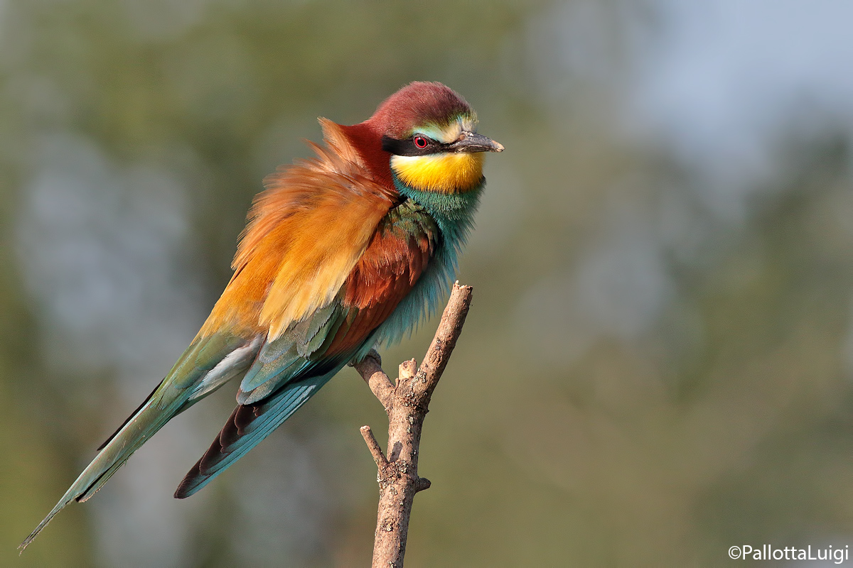 Gruccione (Merops apiaster)