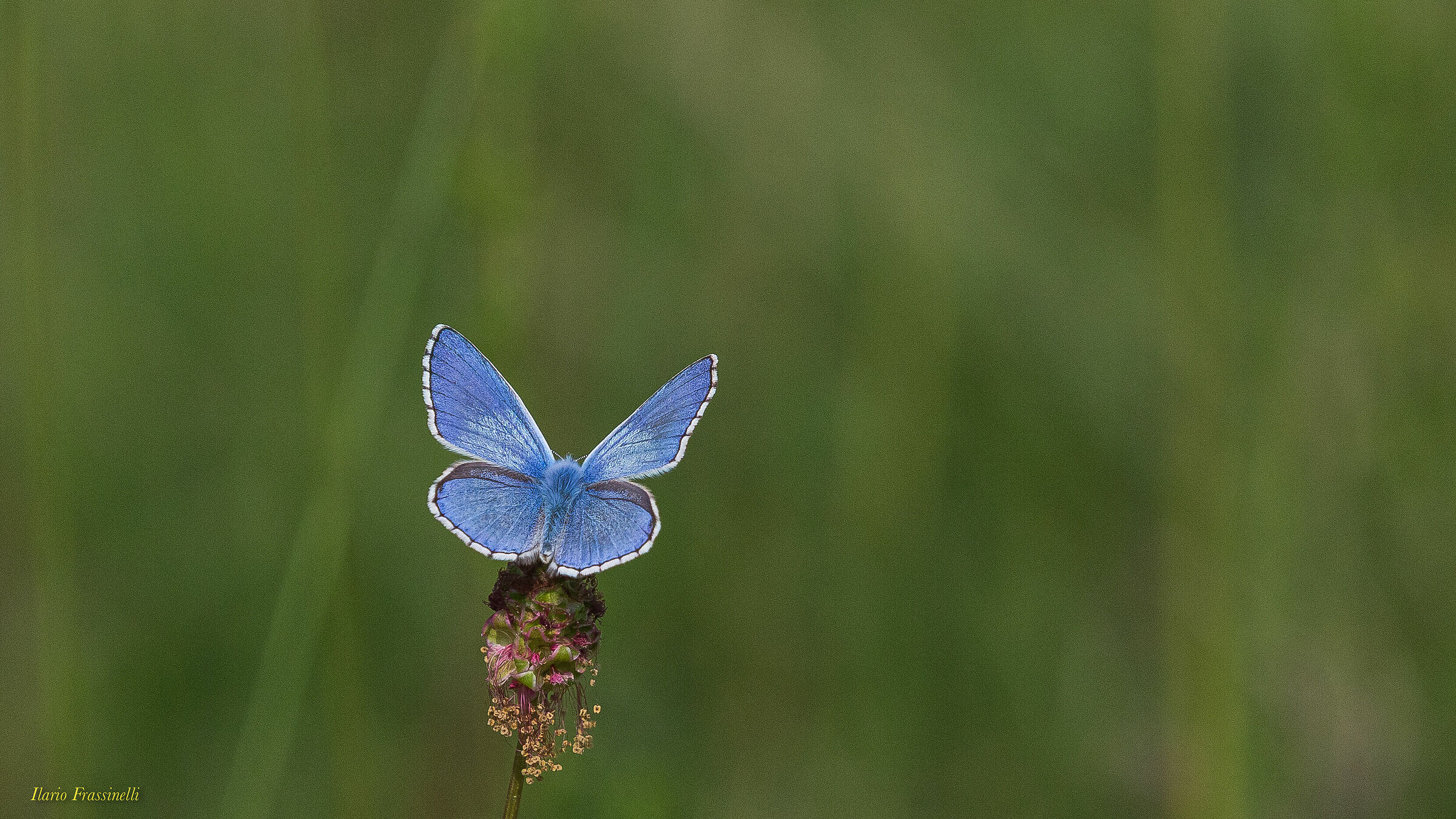 Polyommatus Bellargus