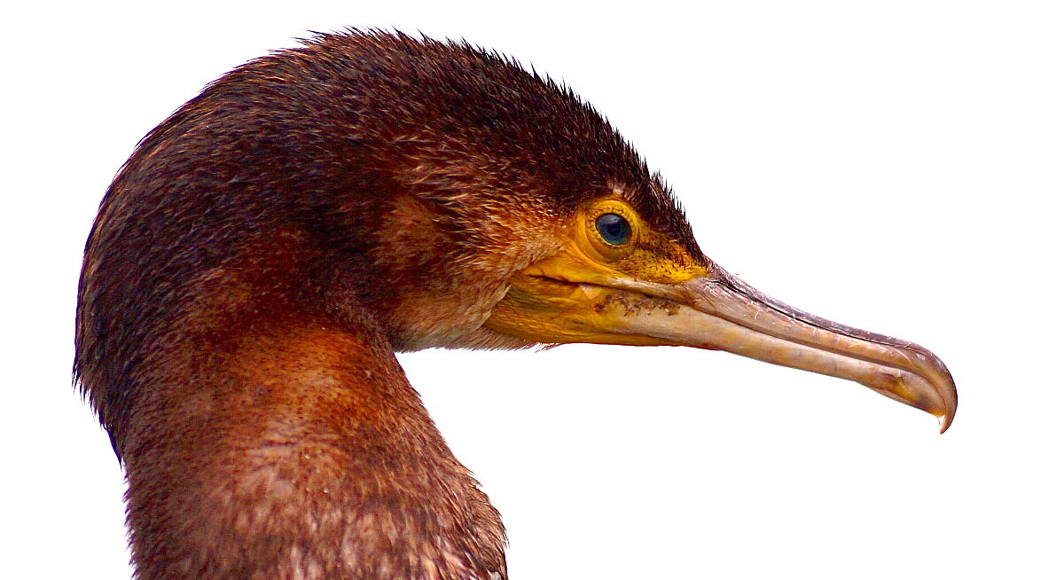 The Feathered Fisherman