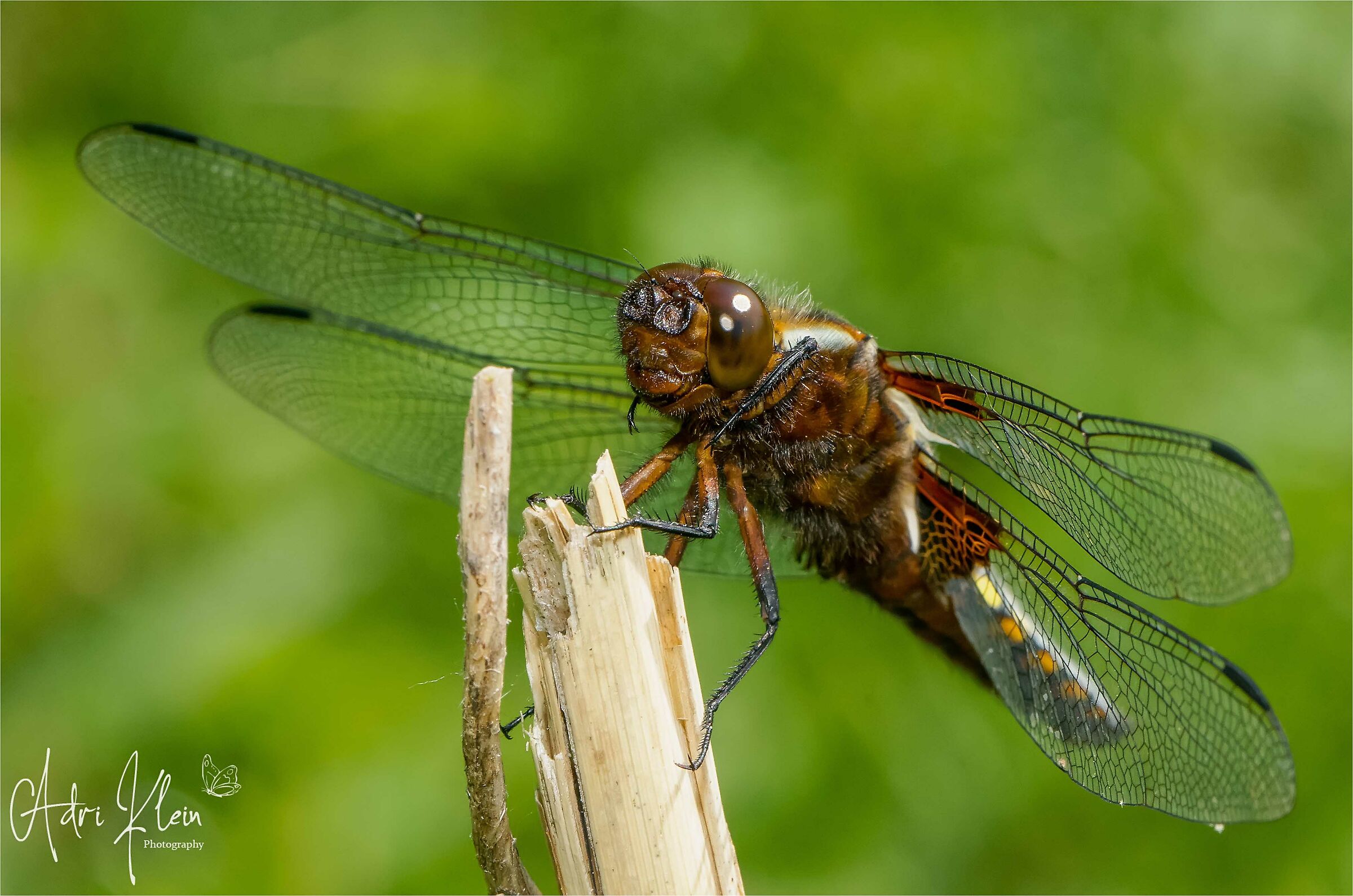Dragonfly
