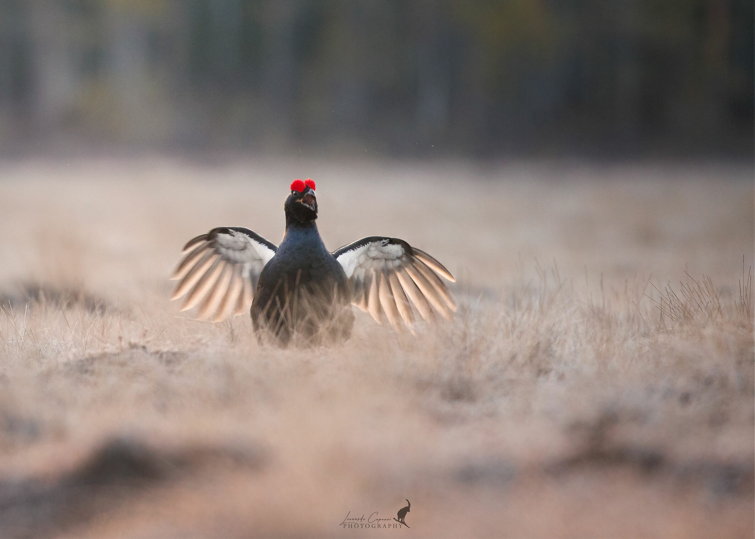 The fascination of Love