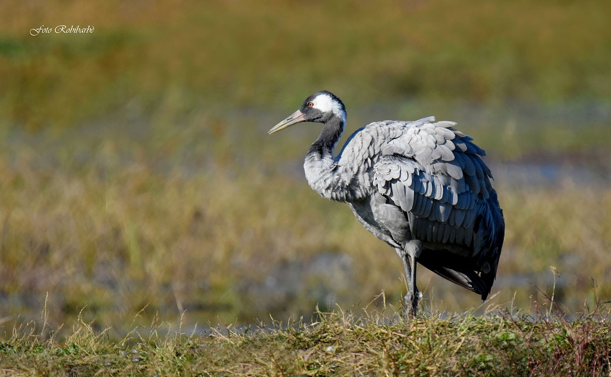 The crane is enlisted...
