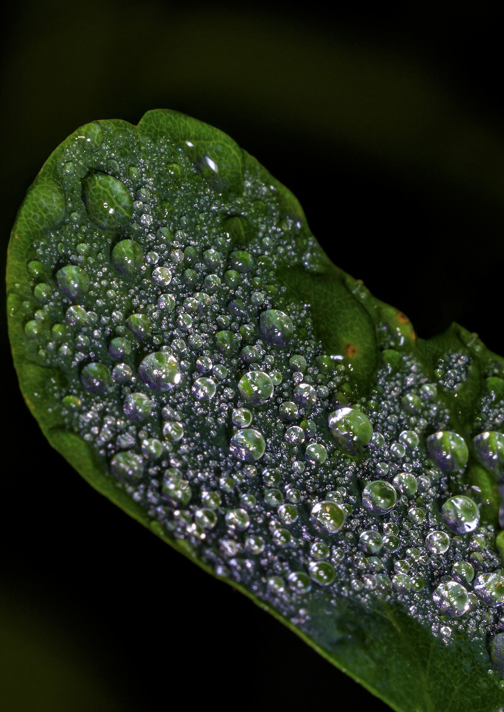 The dream of the desert