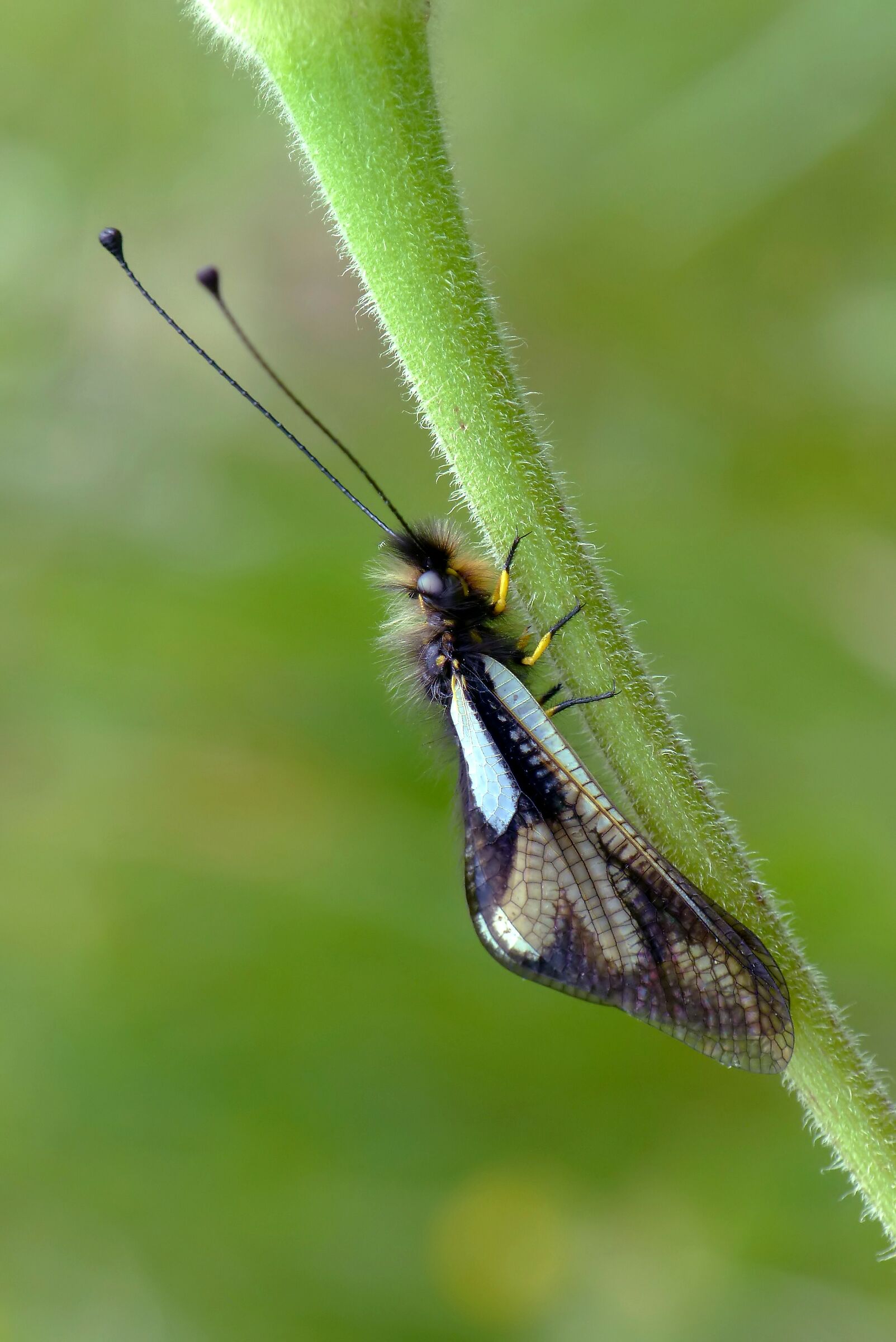 Libelloides coccajus