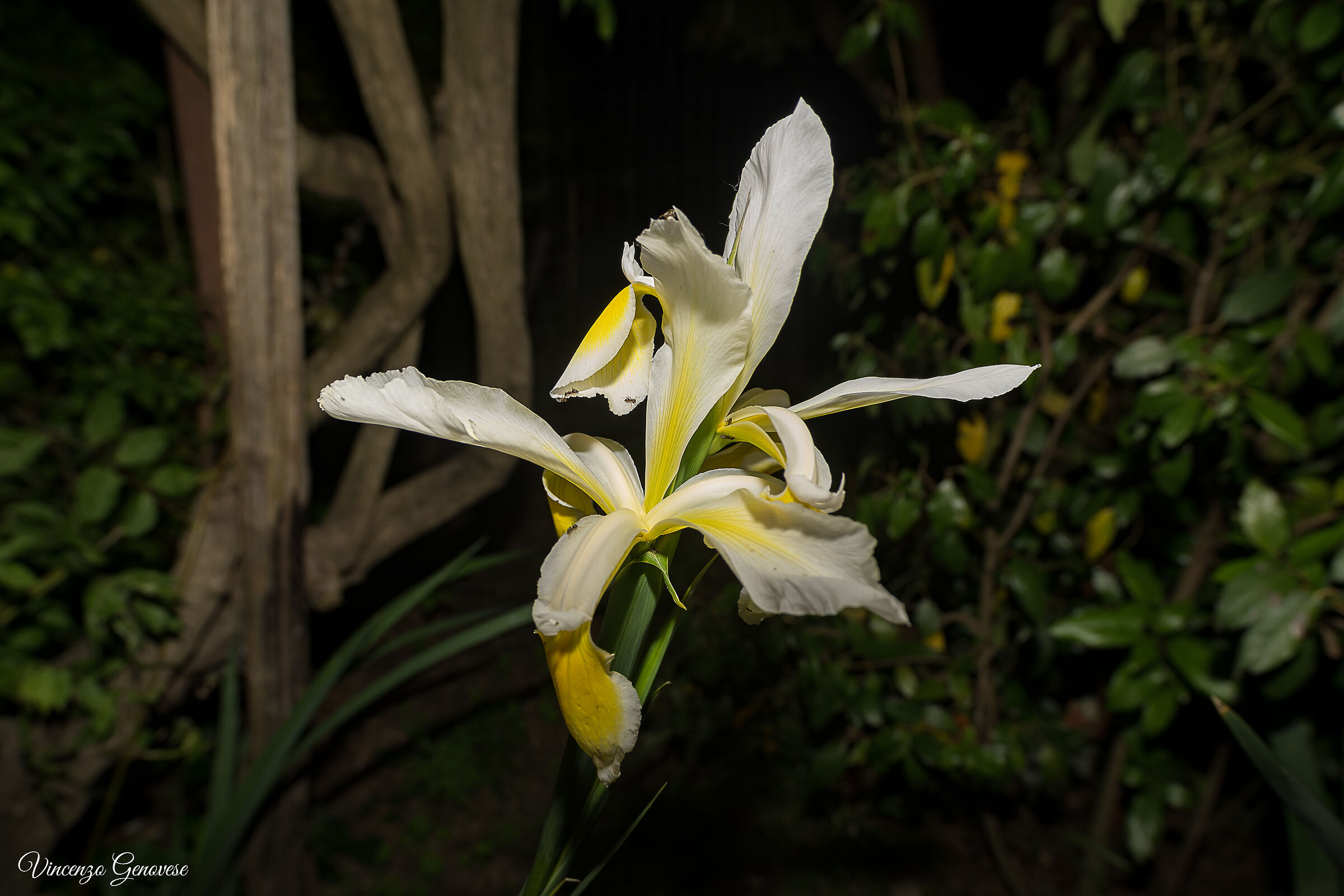 test 21mm distagon su d850