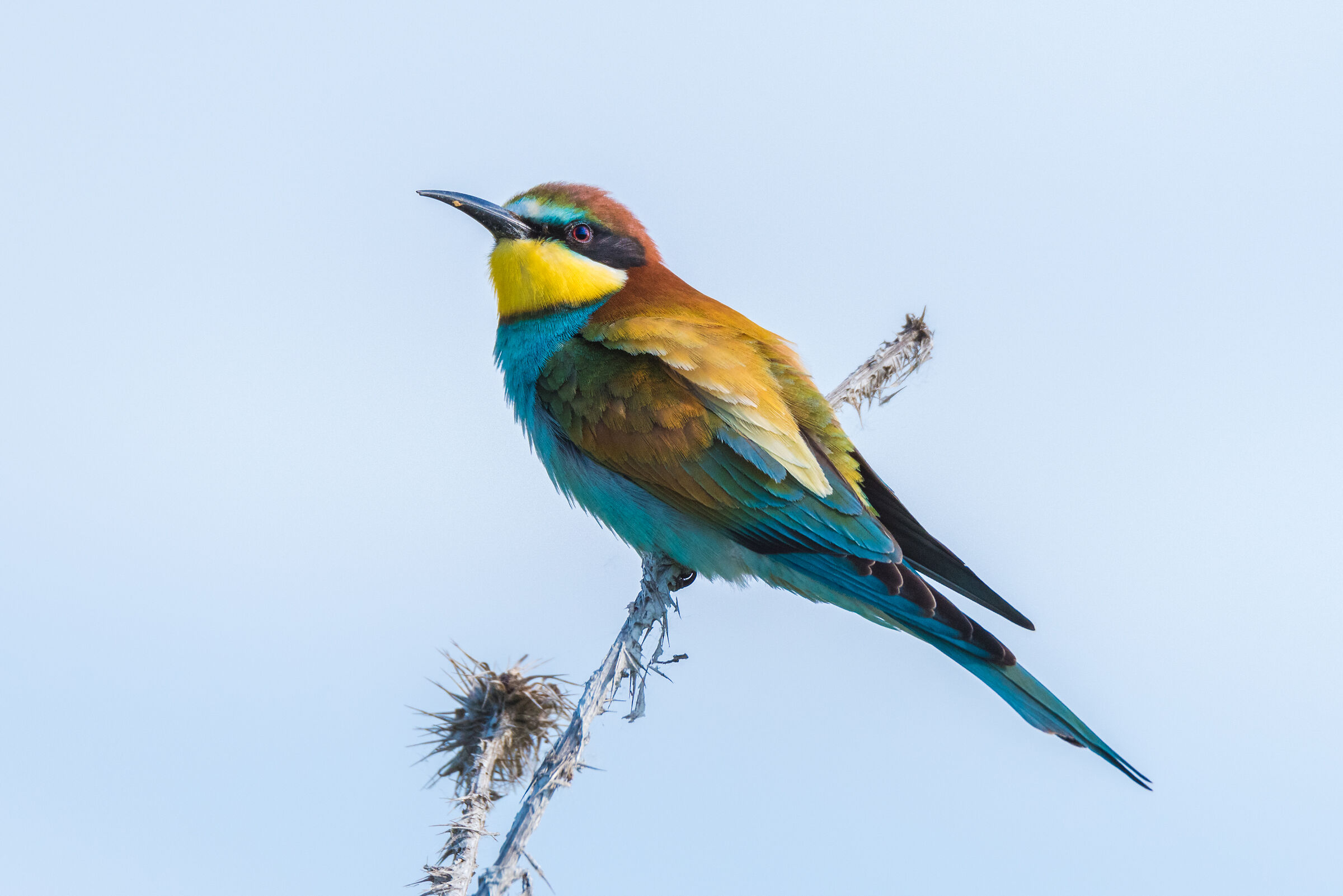 Bee-eater