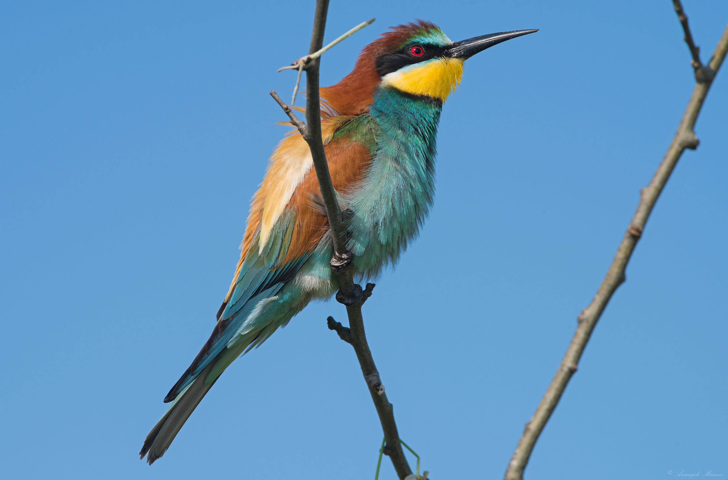 Avanti tutta con la costruzione del nido 2019