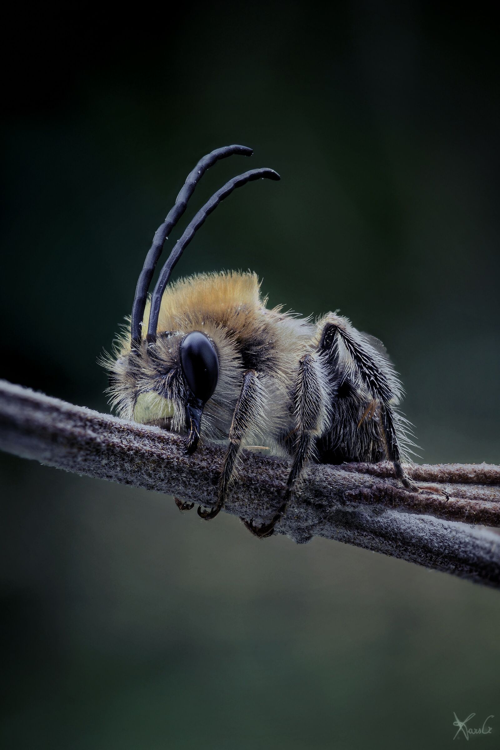 The Longicornis by night