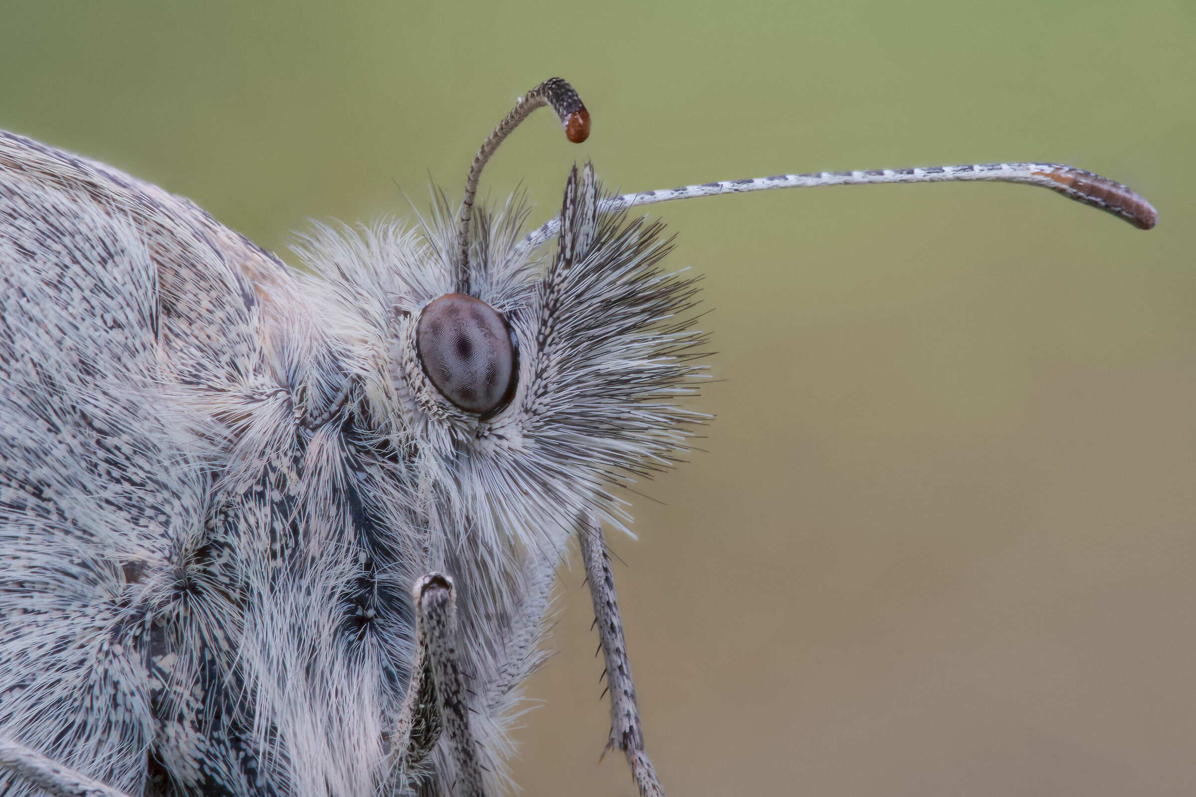 Coenonympha pamphilus