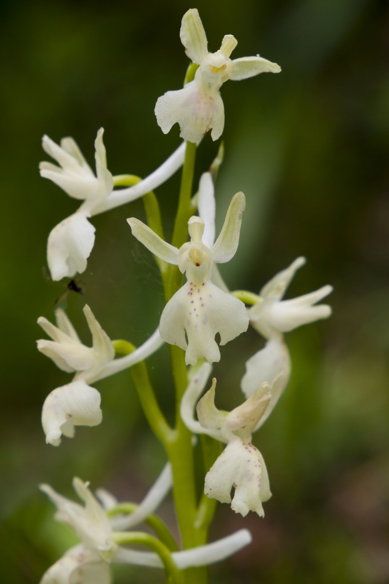 Orchis provincialis