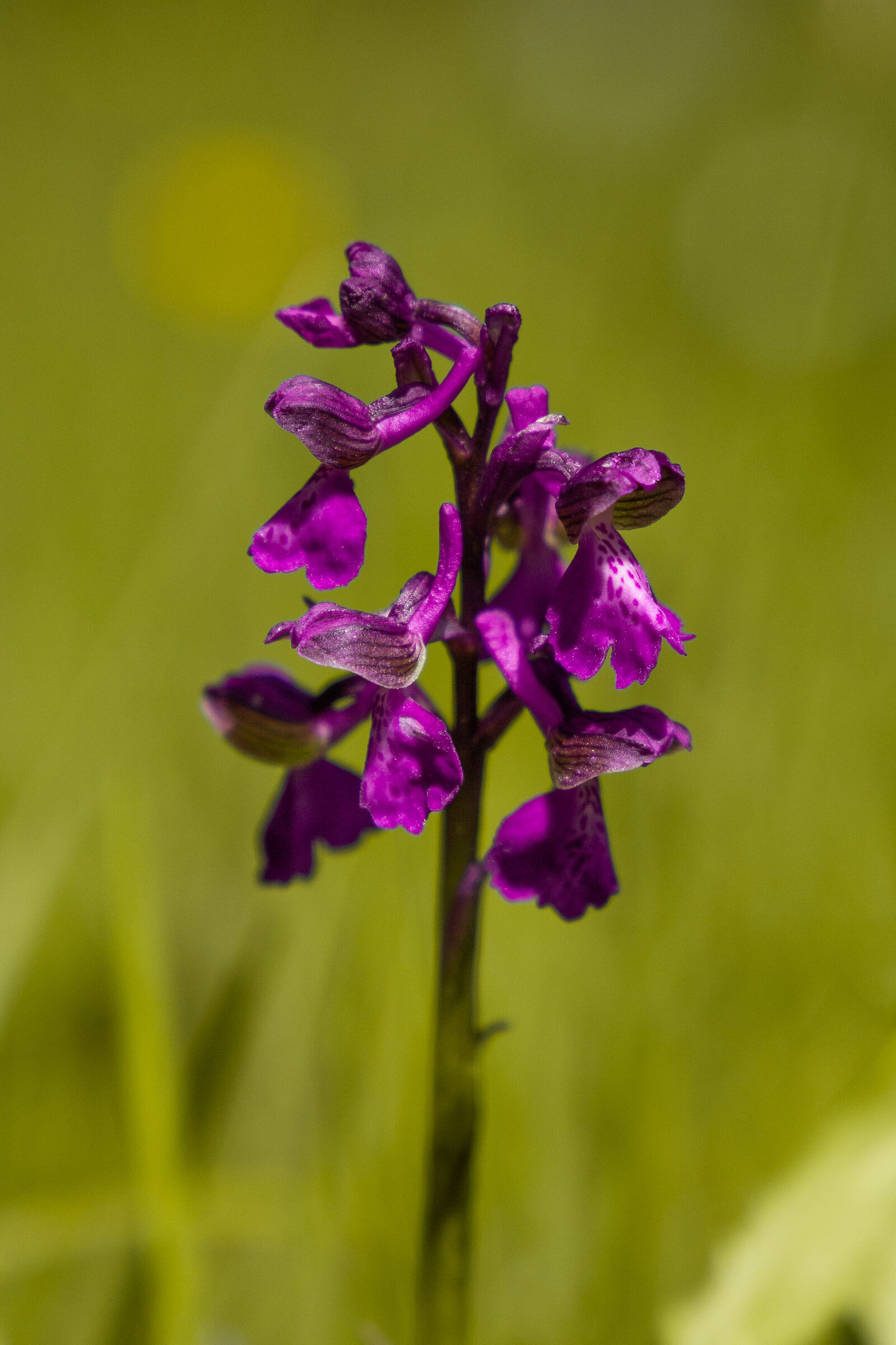 Anacamptis morio