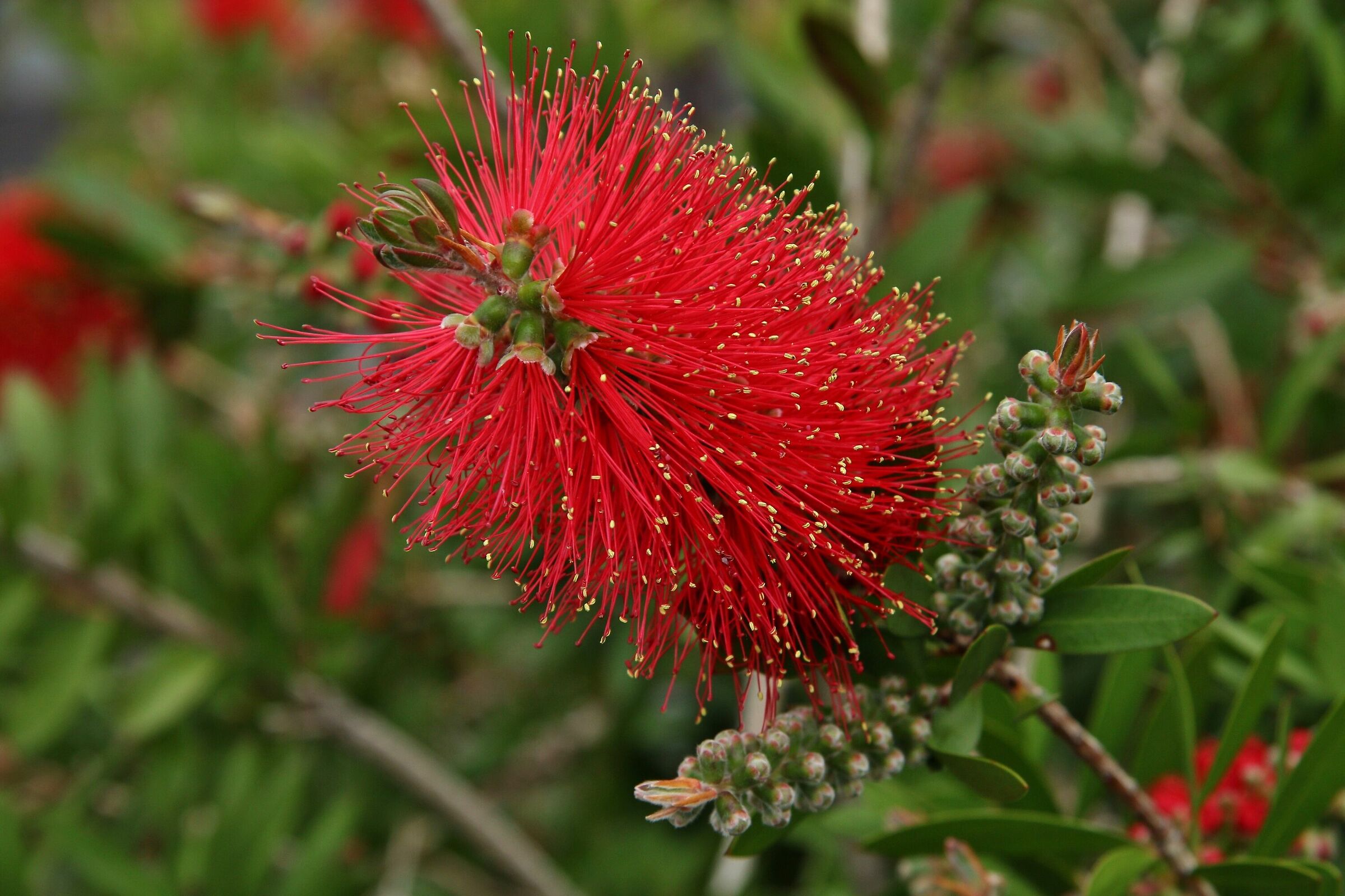 Albero degli spazzolini - Callistemon