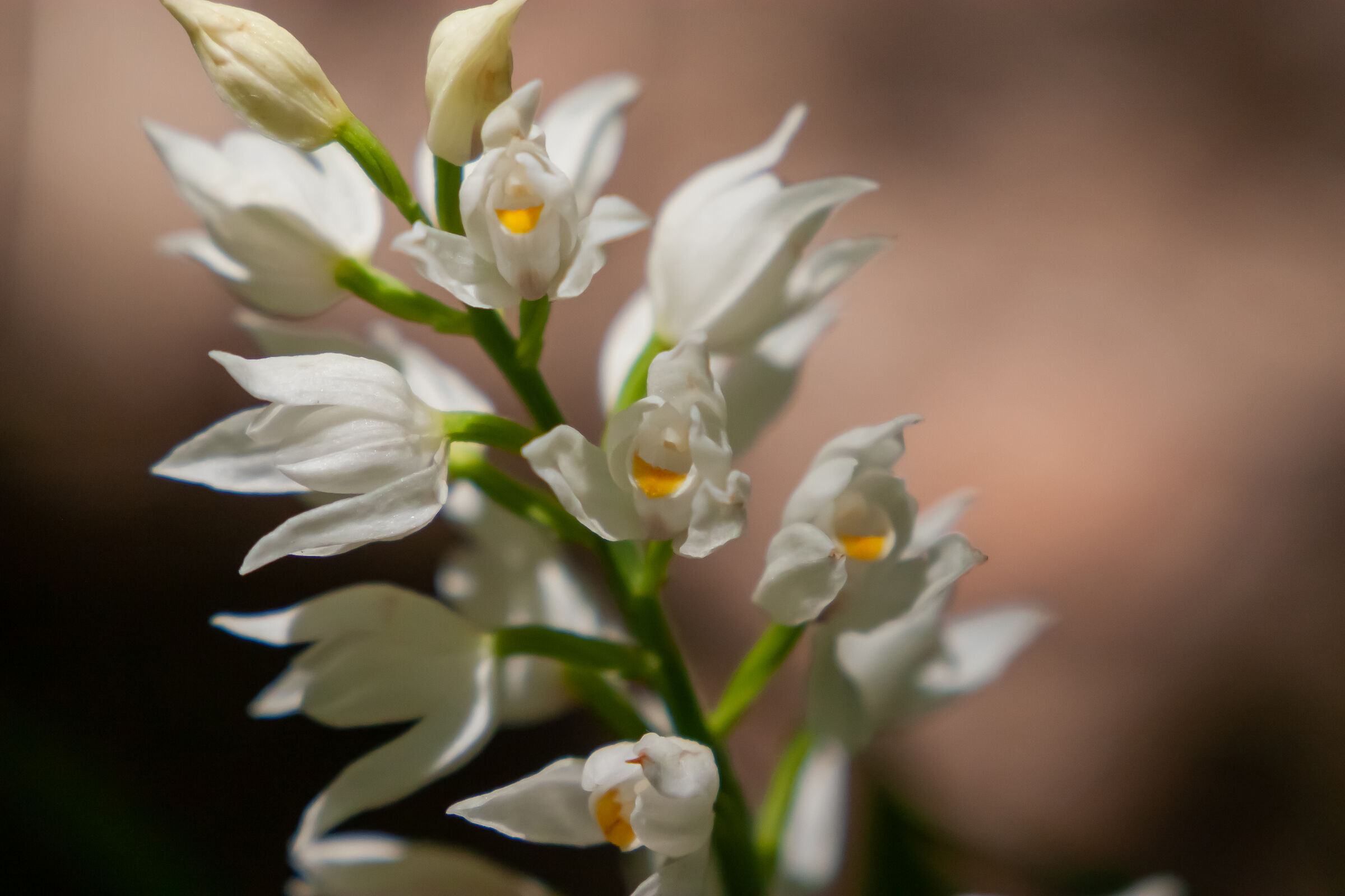 Cephalathera longifolia