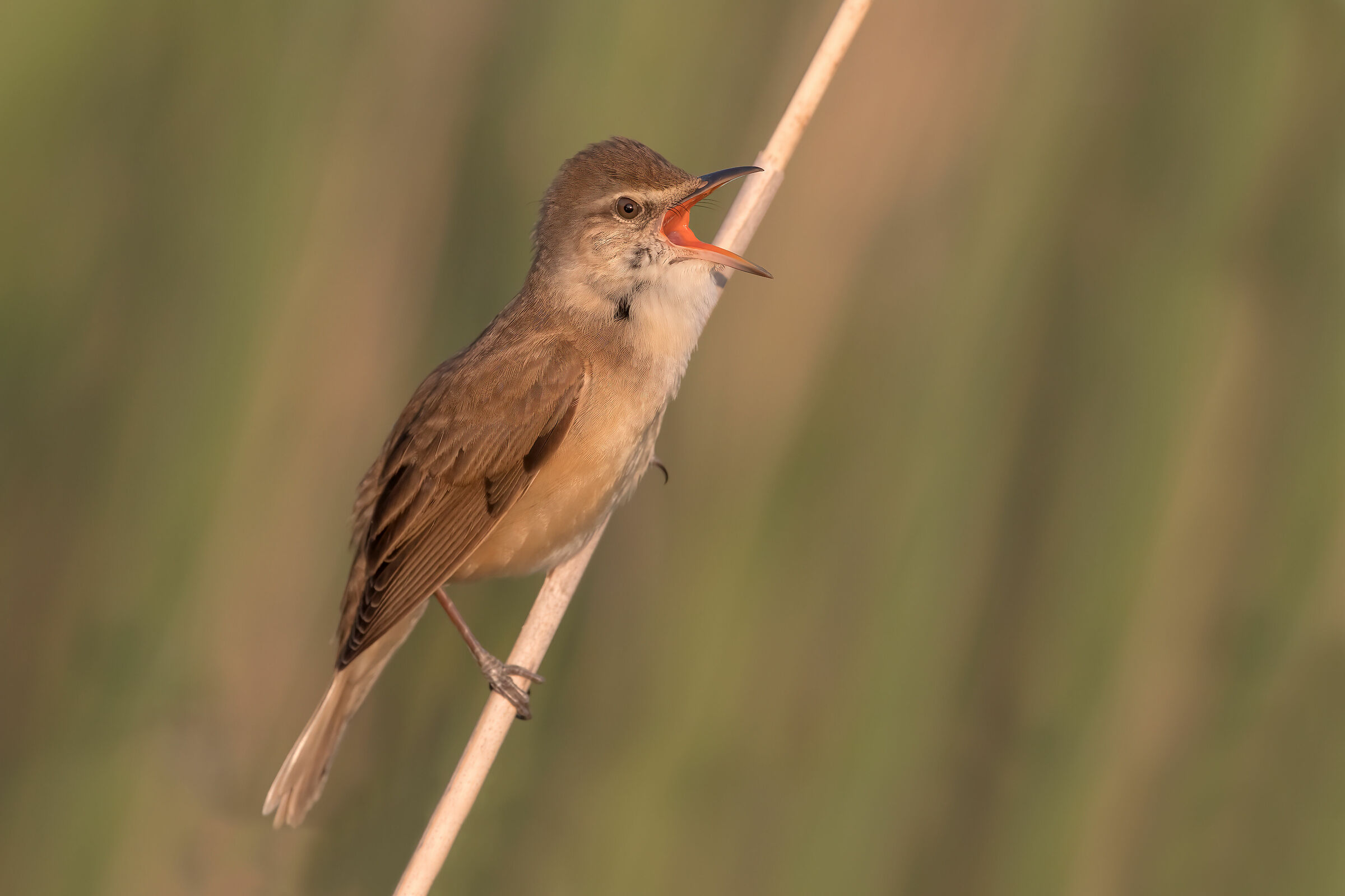 Great Reed Warbler