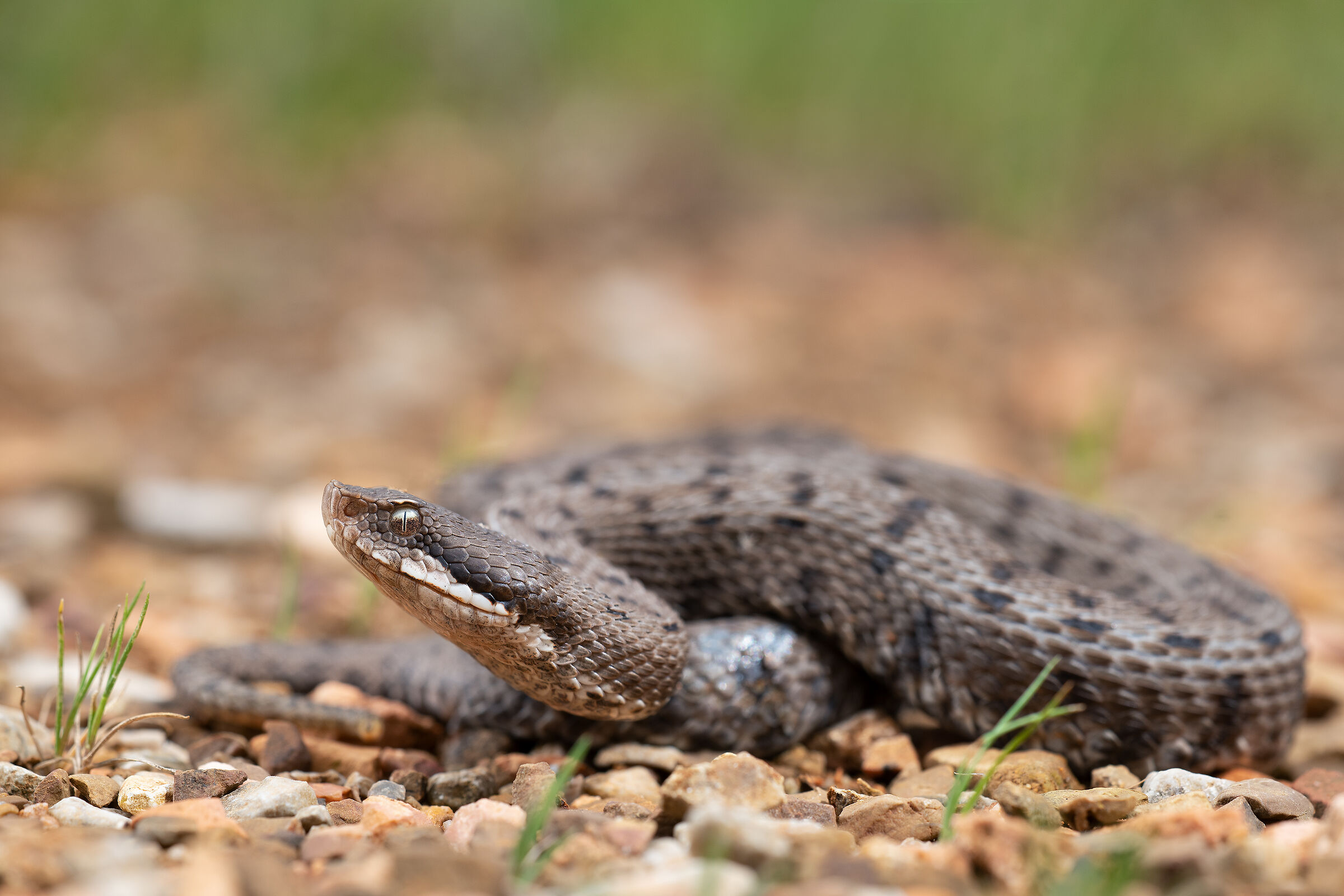 Vipera aspis Francisciredi