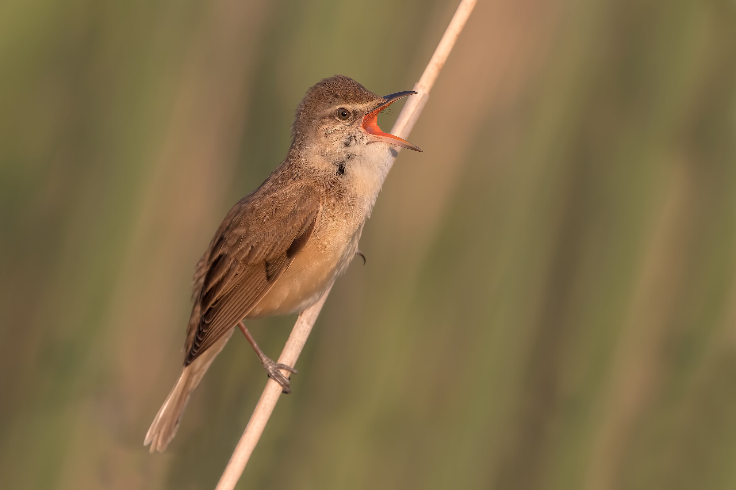 Cannareccione second version