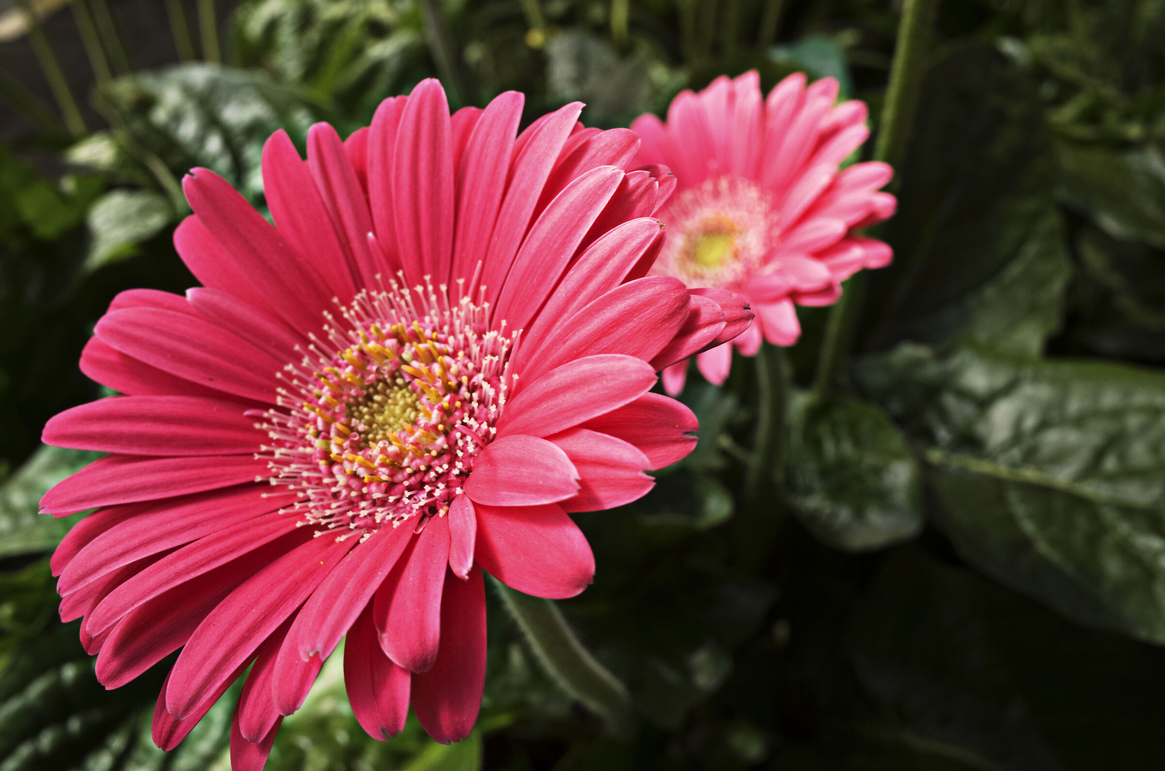 gerbera