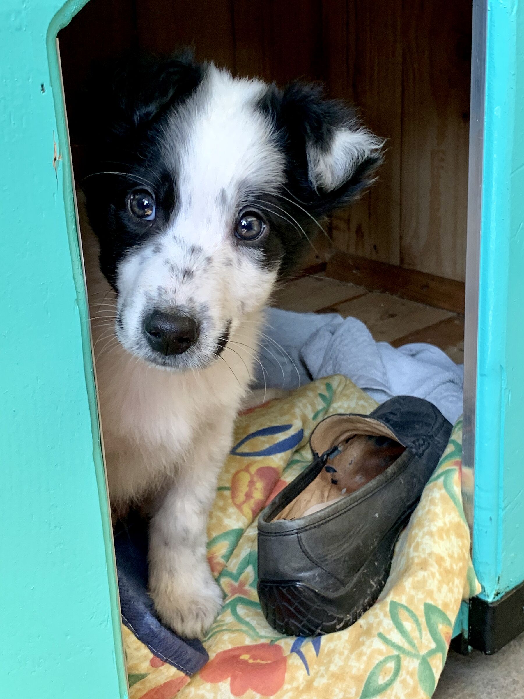 Il nuovo padrone di casa