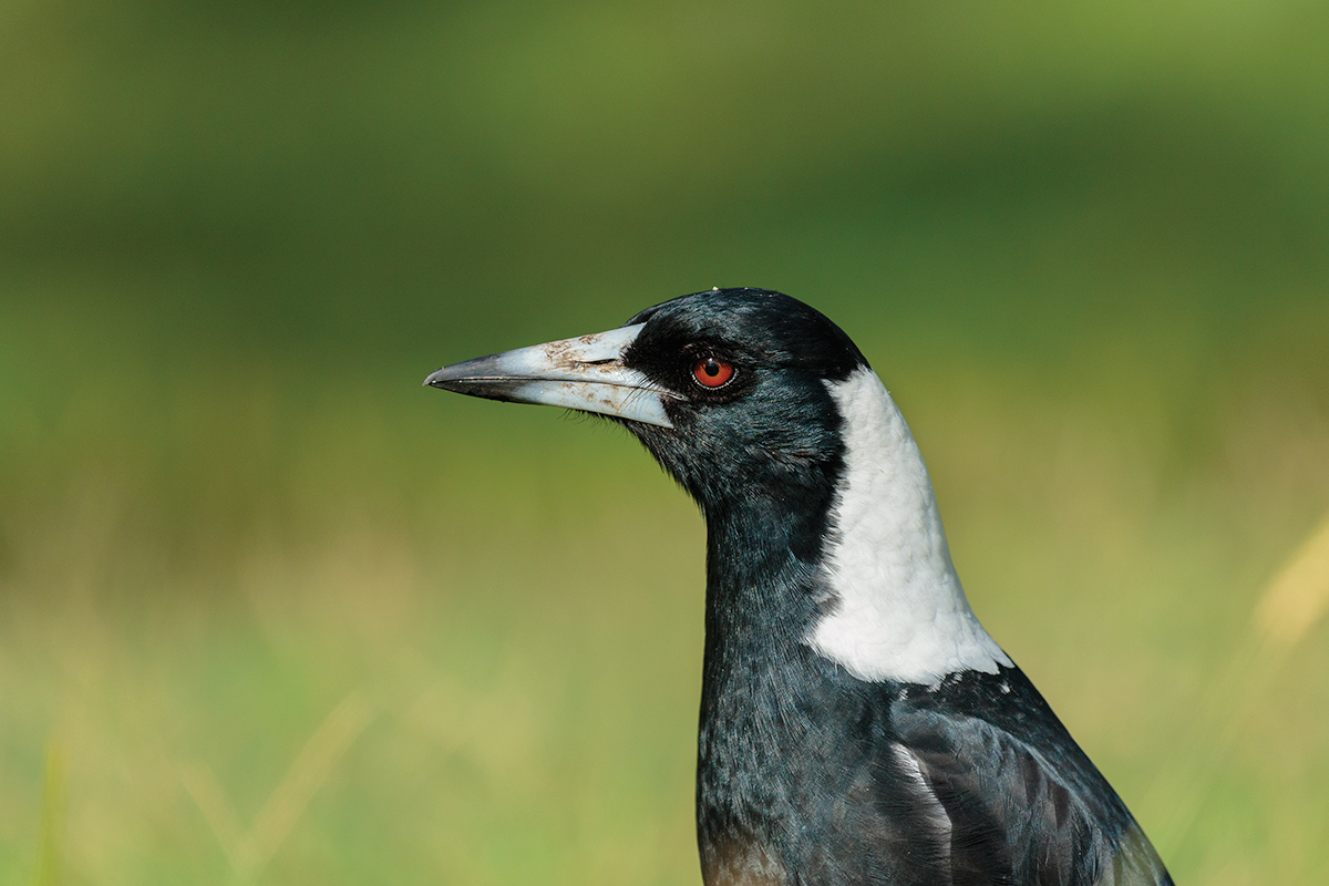 Australian Magpie