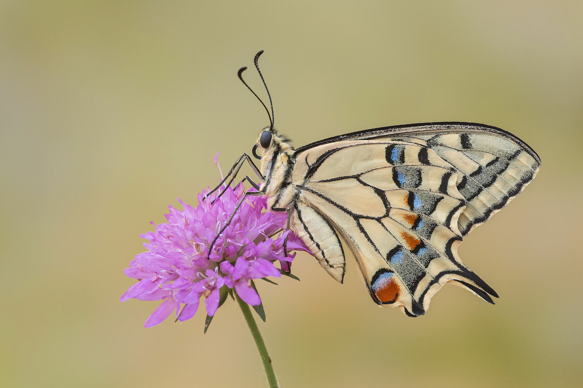 Swallowtail