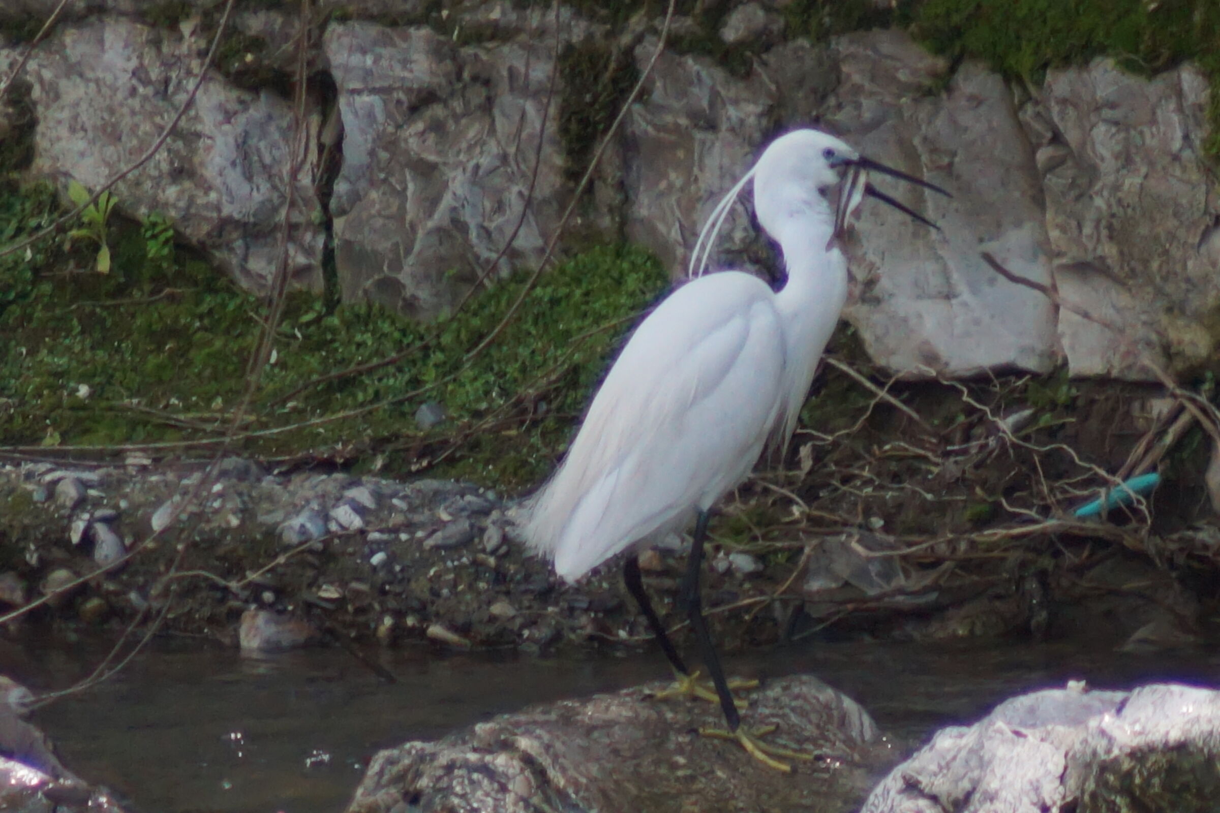 Anche oggi vegani domani!