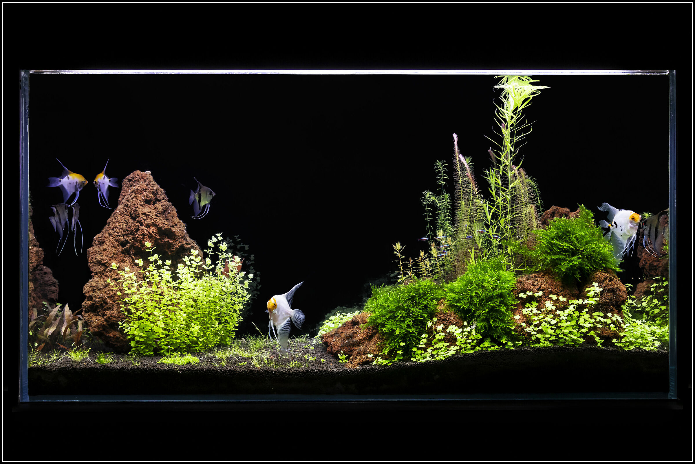 Aquascaping