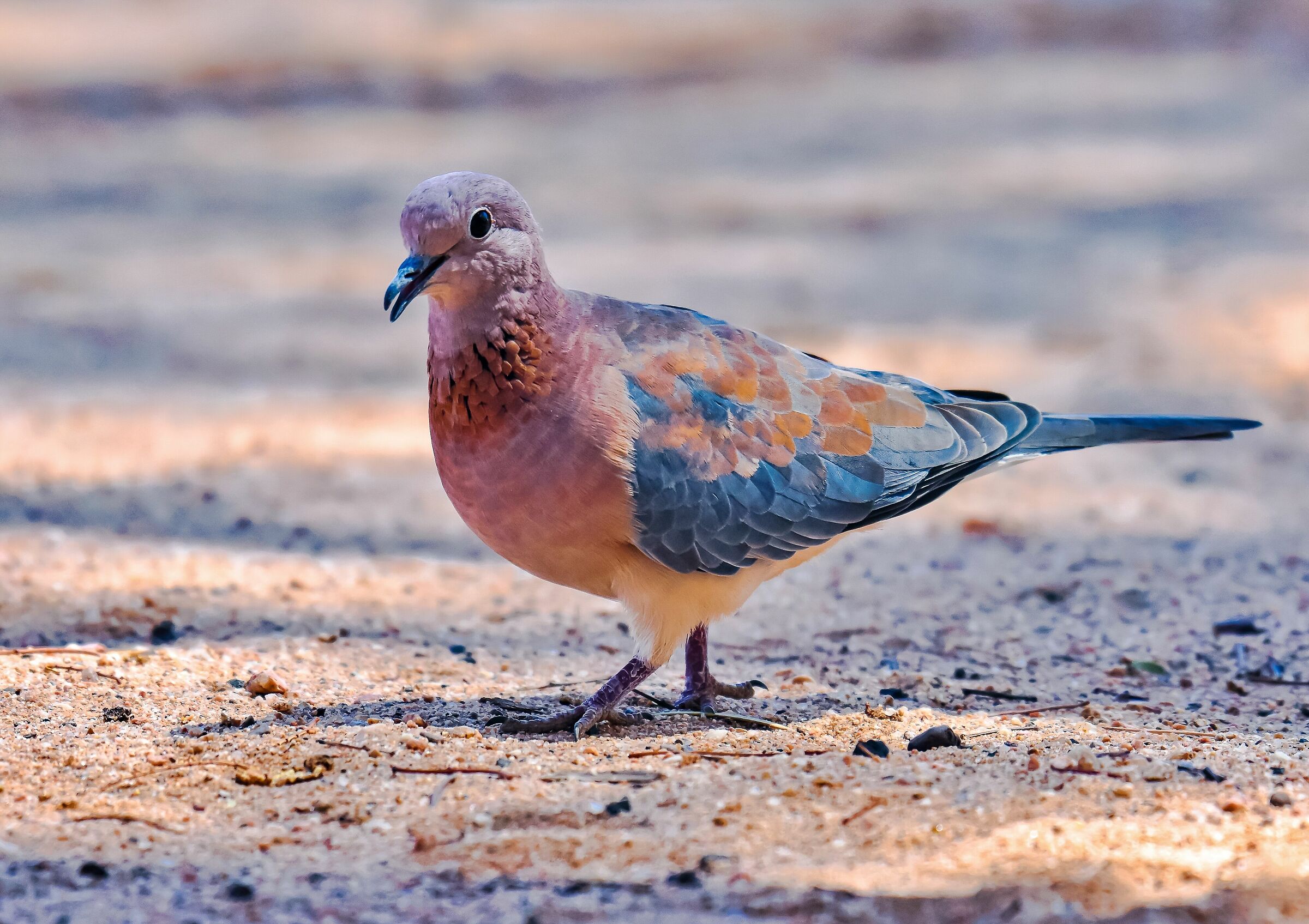 La tortora senegalese