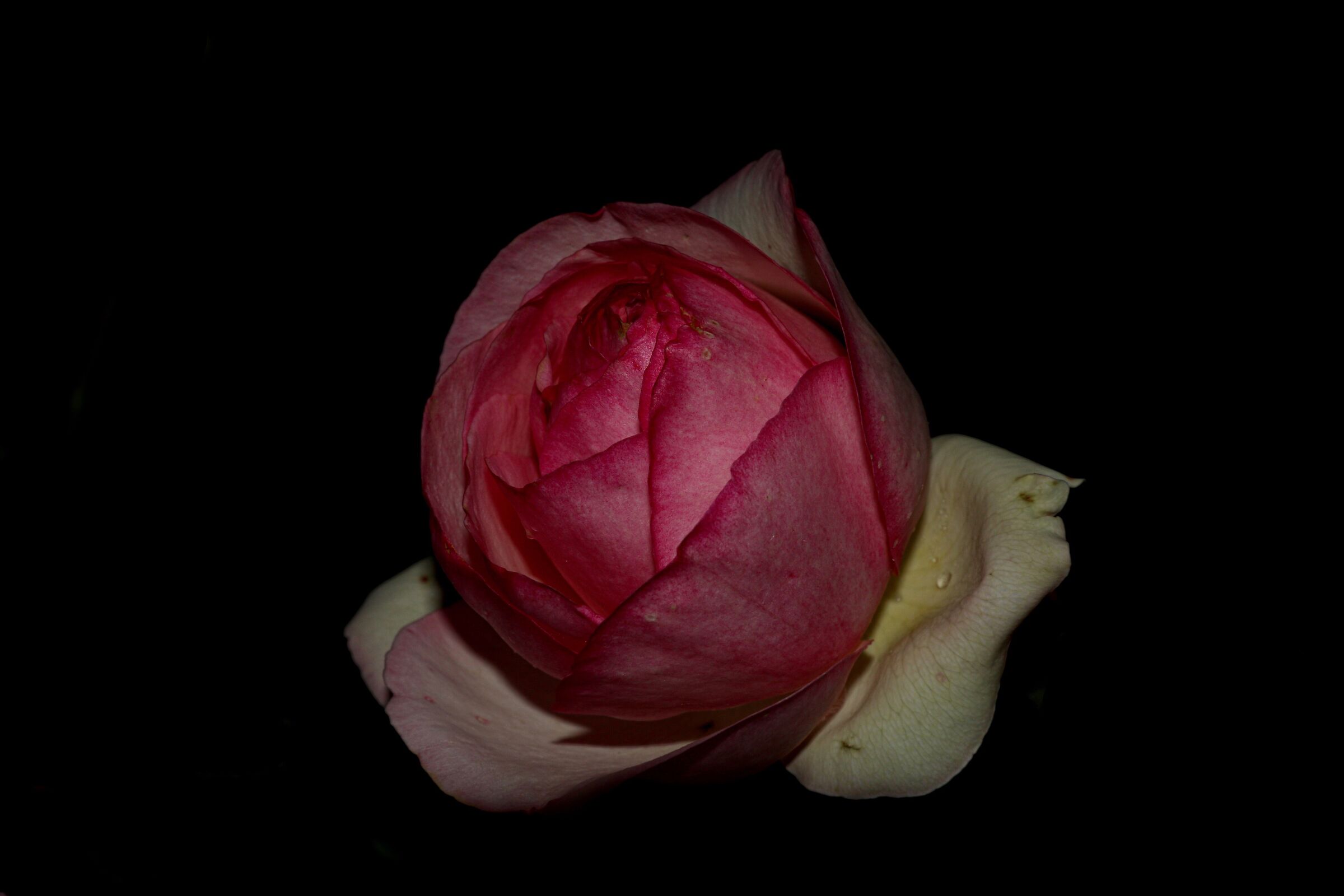 Rosebud "Pierre de Ronsard".