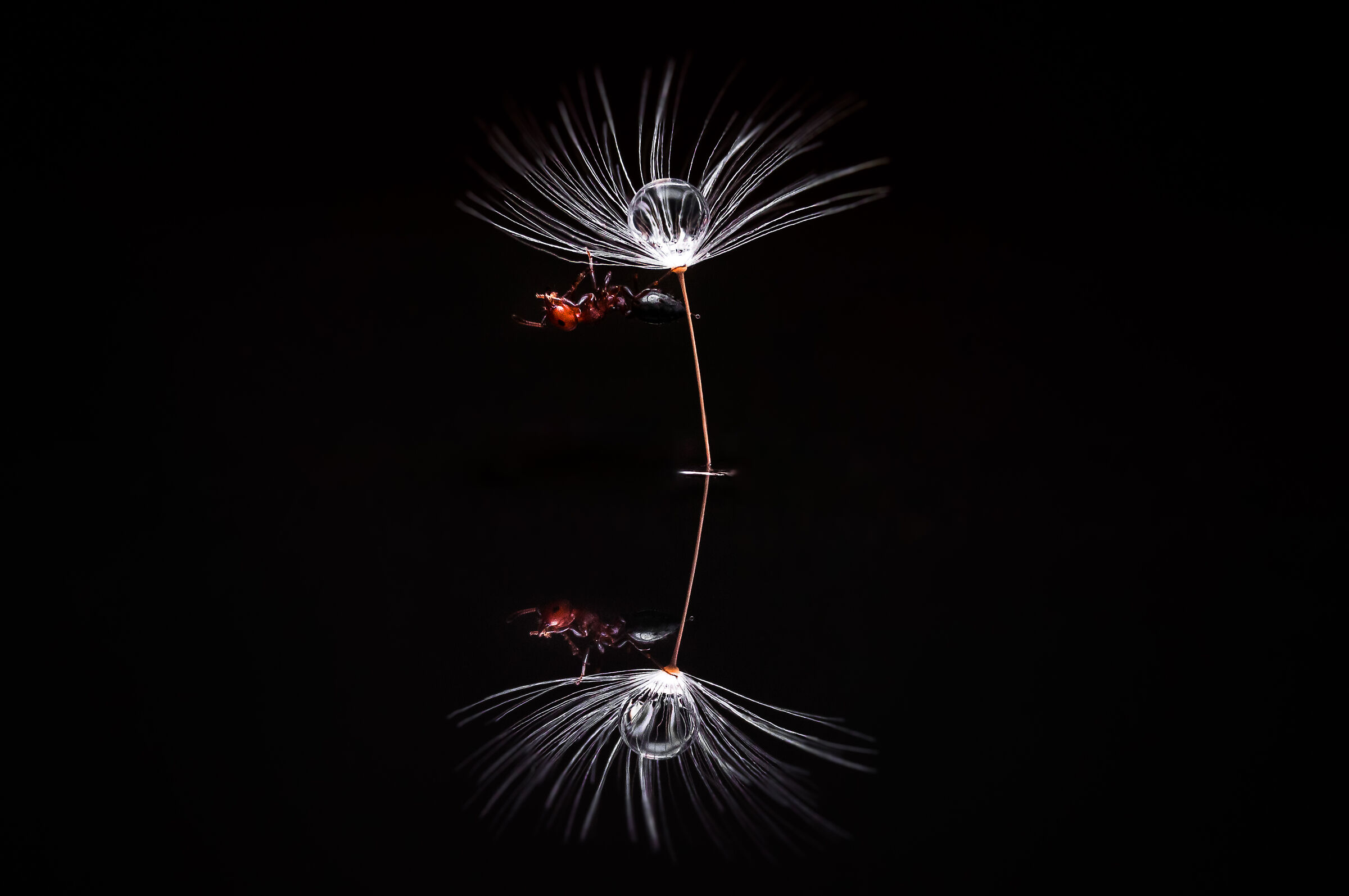 Drops and flowers Reflections Mario Nicorelli