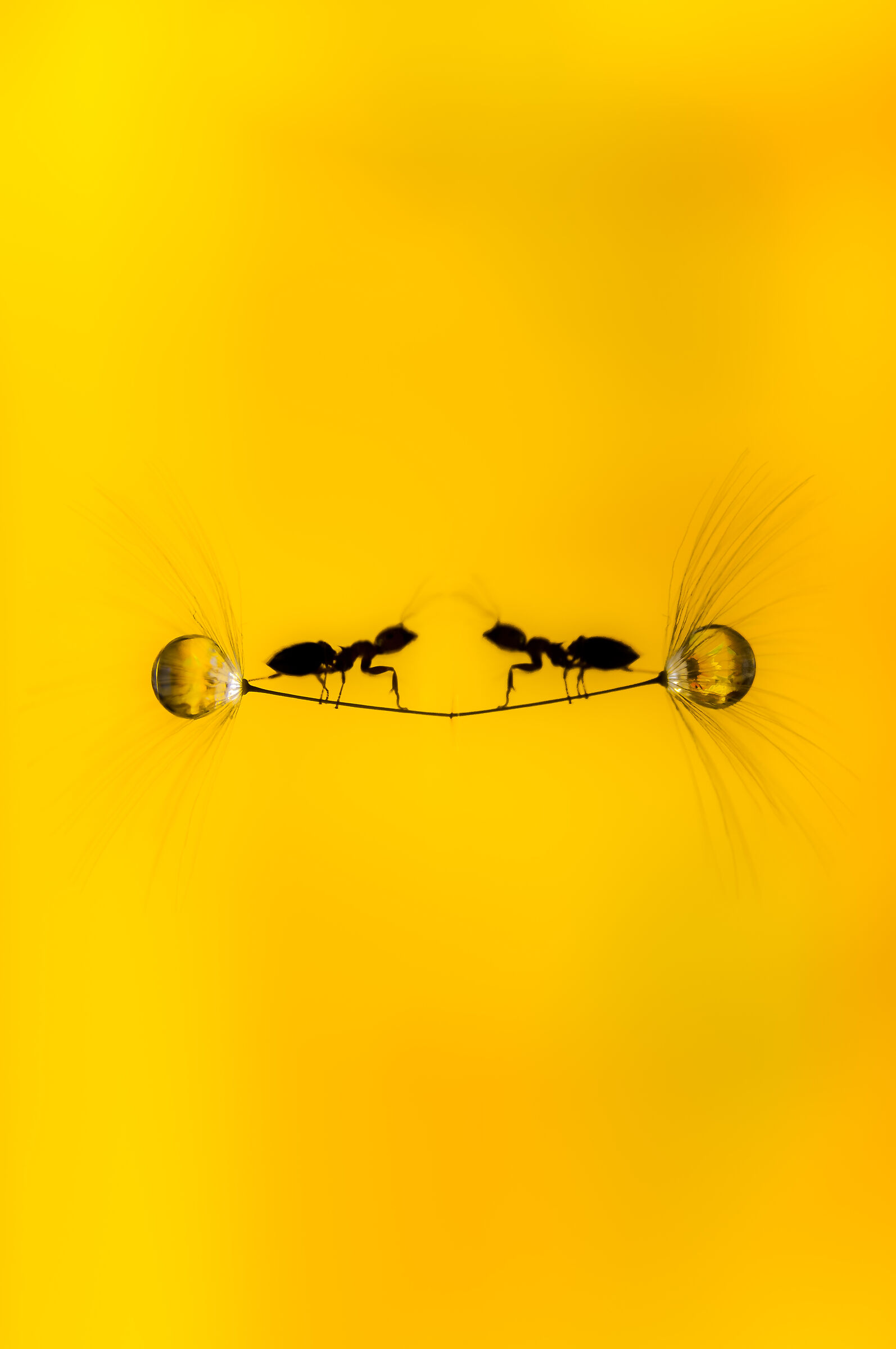 Drops and flowers Reflections Mario Nicorelli