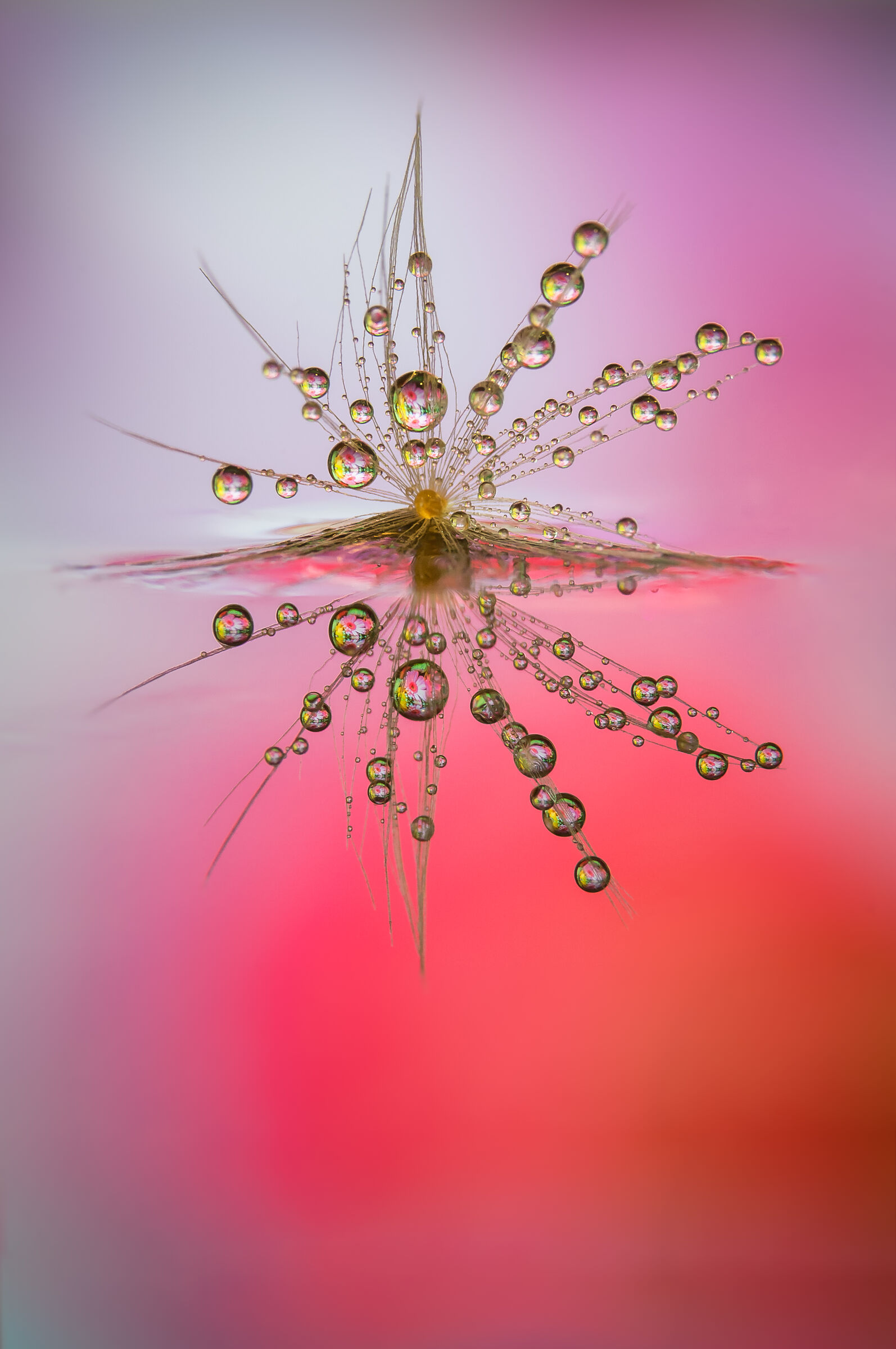 Drops e Flowers Gocce e Fiori Riflessi Mario Nicorelli