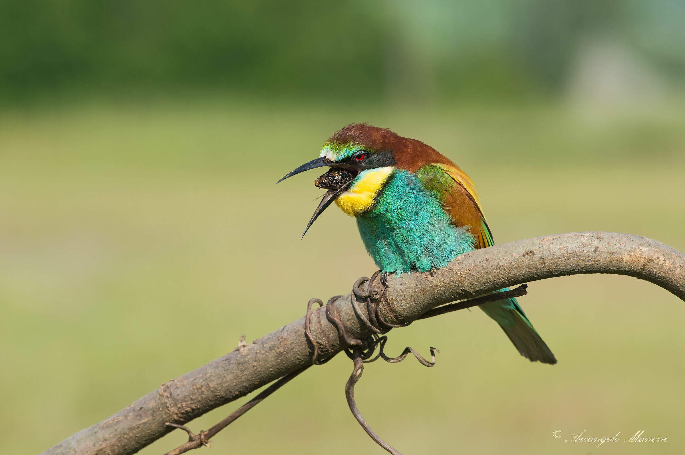 l' espulsione della borra
