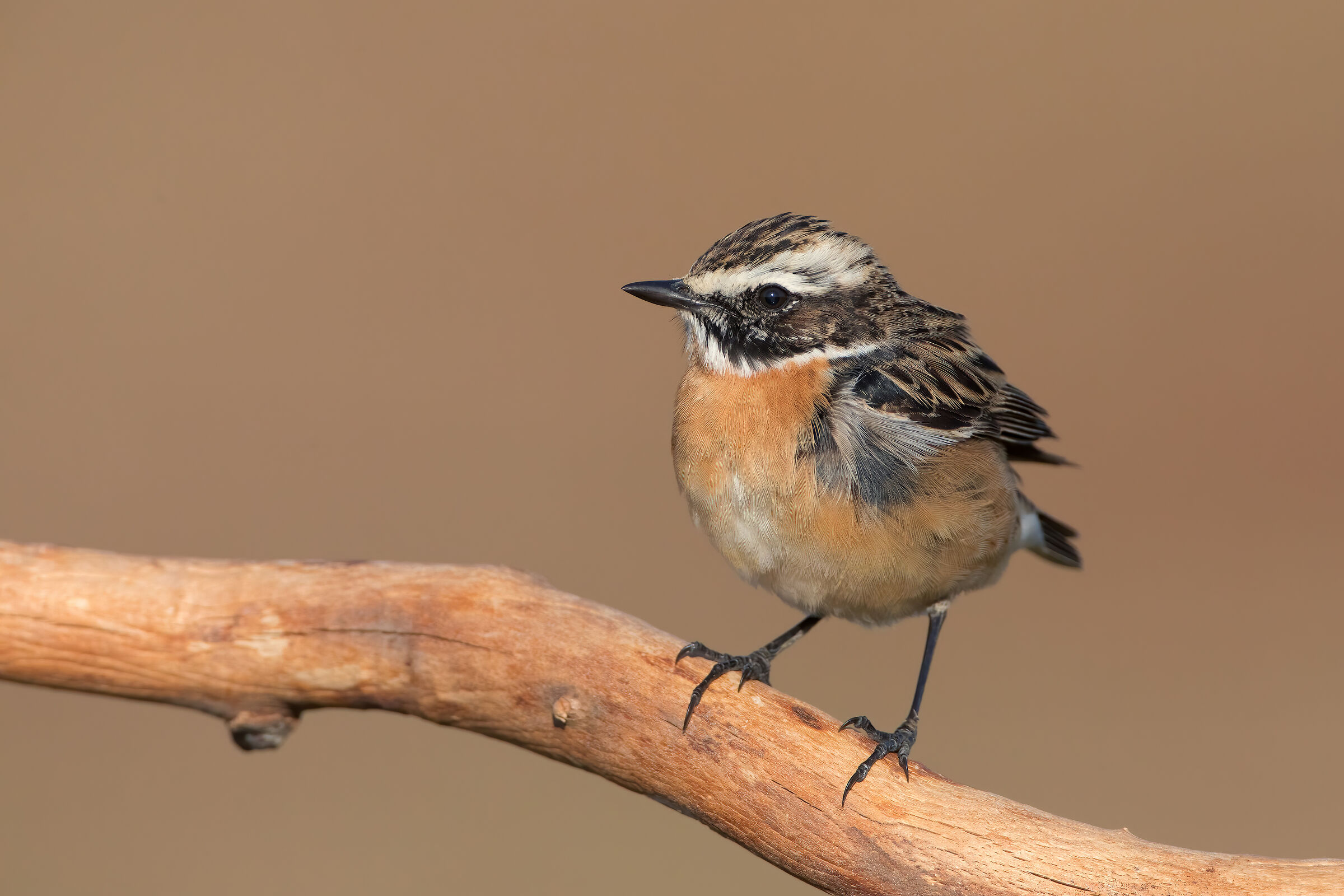 Whinchat