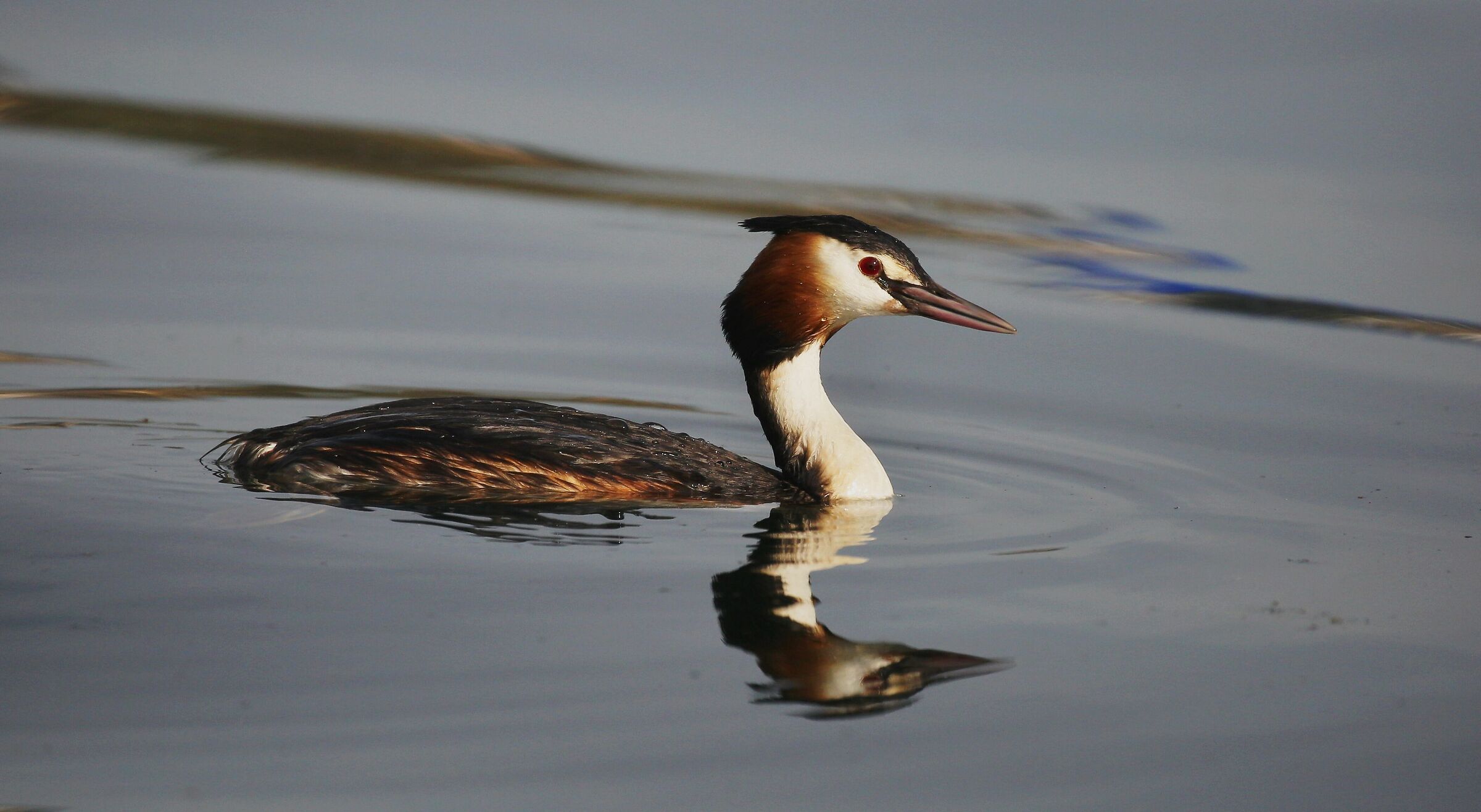 Posing crested